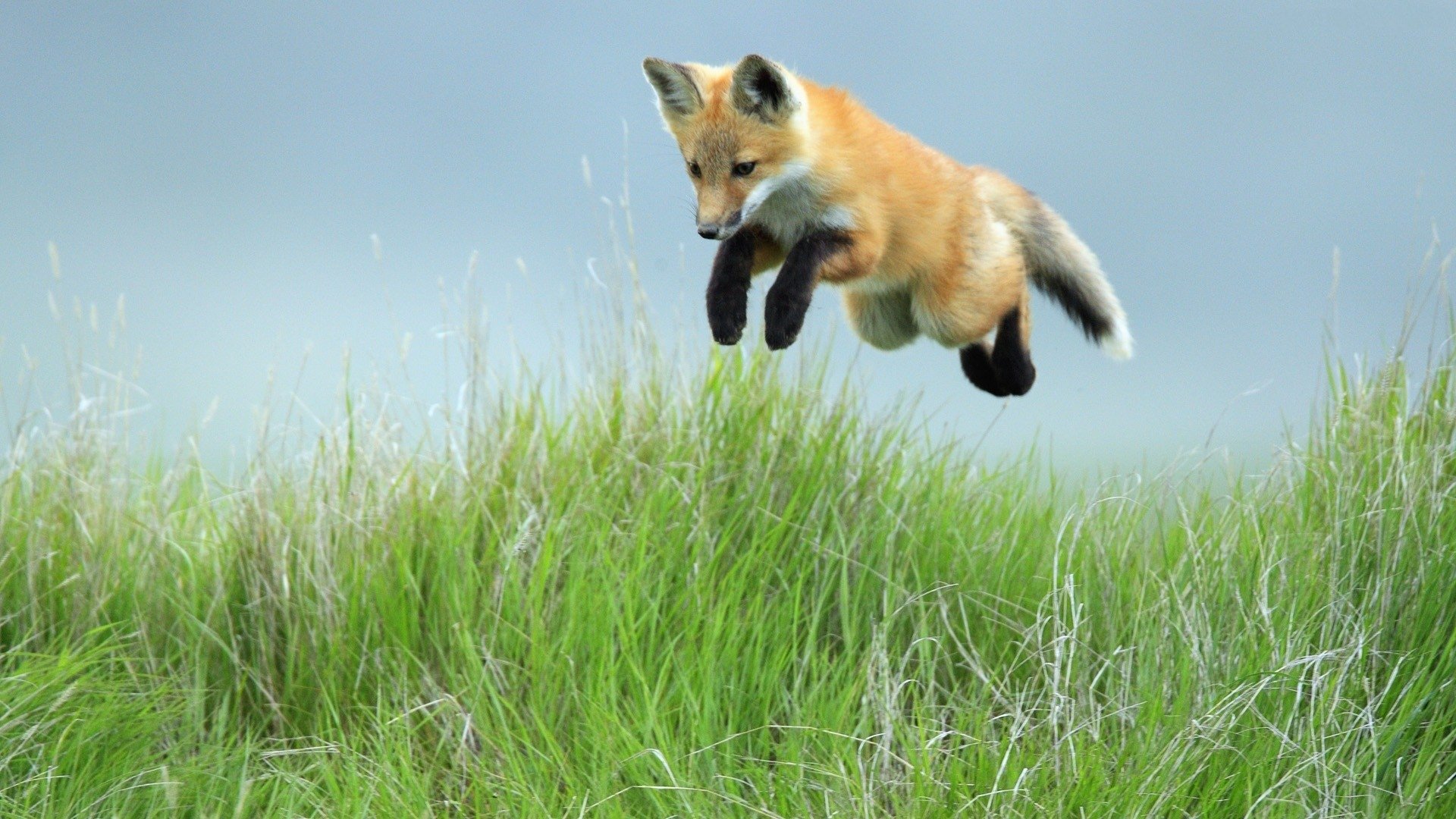 zorro salto hierba