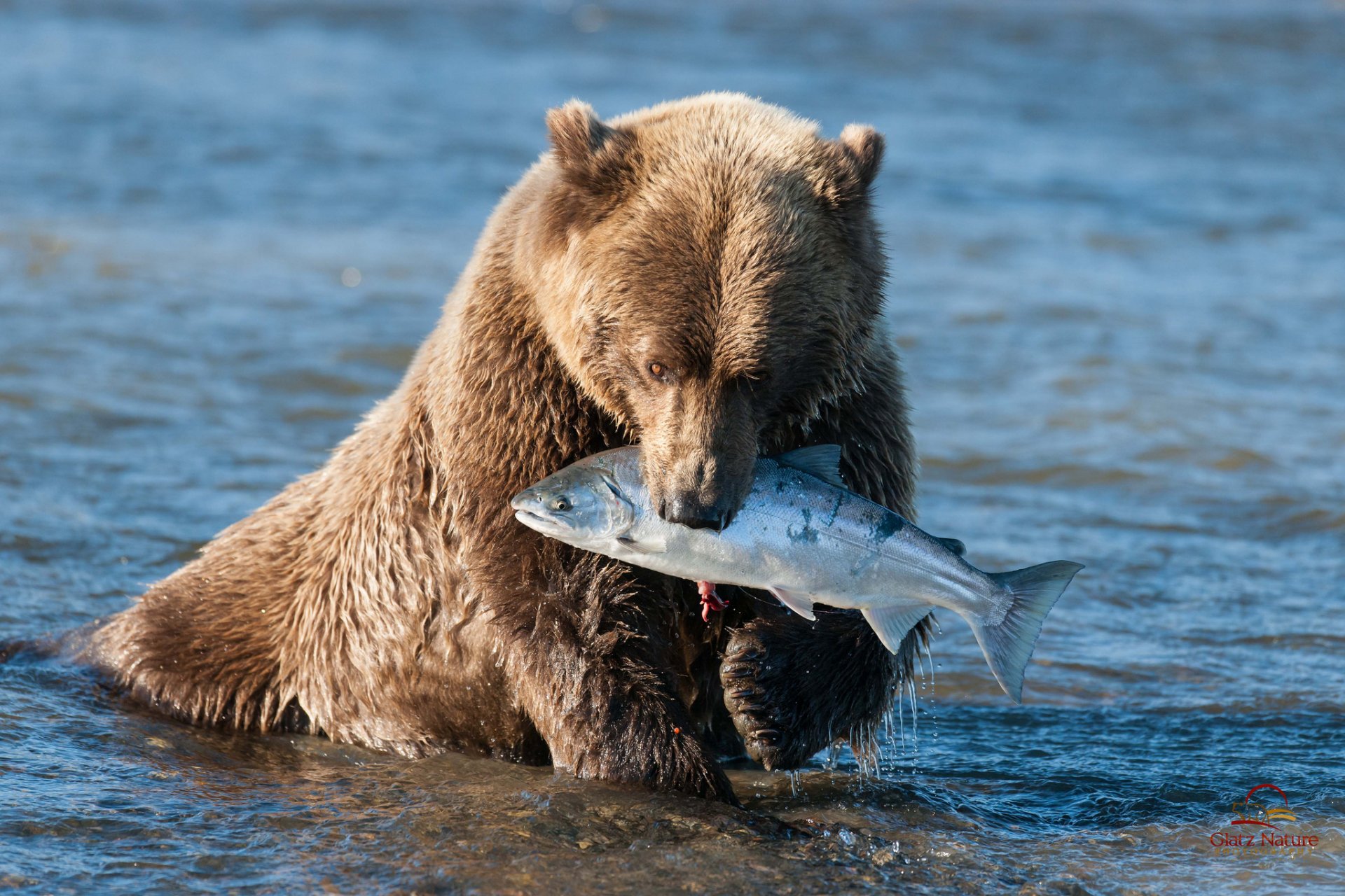 braunbär bär fang lachs alaska wasser