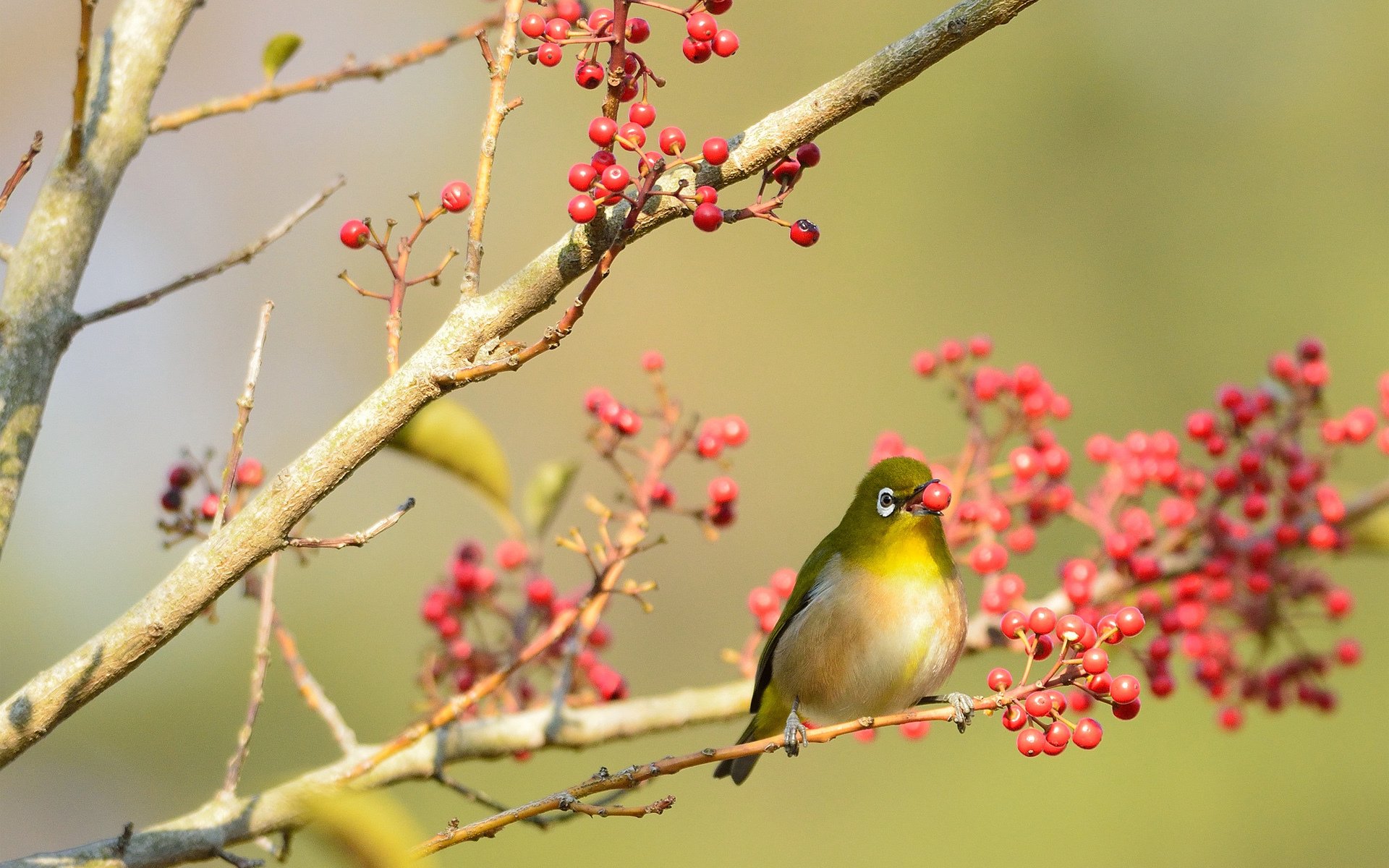 vogel baum gefieder zweige beeren rot