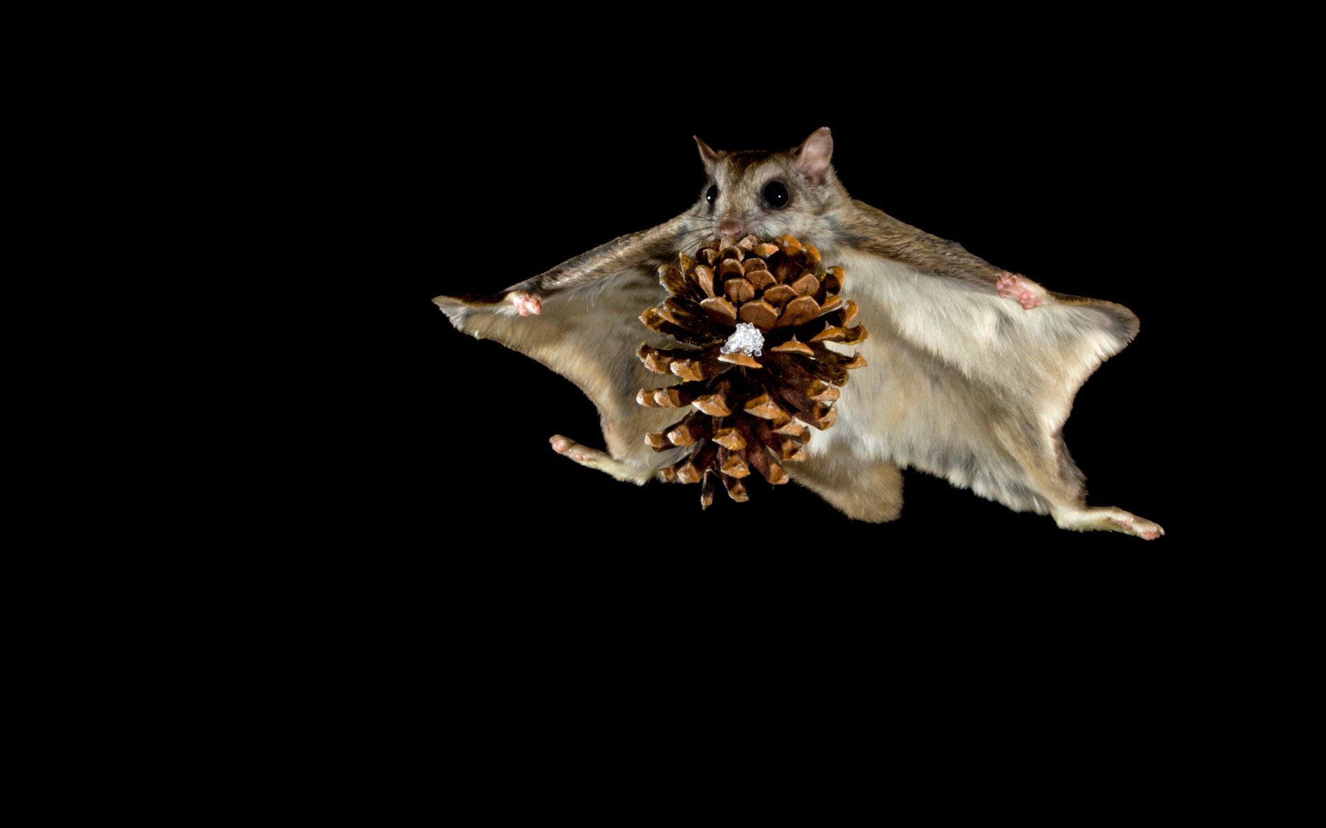 protein flying squirrel night flight bump