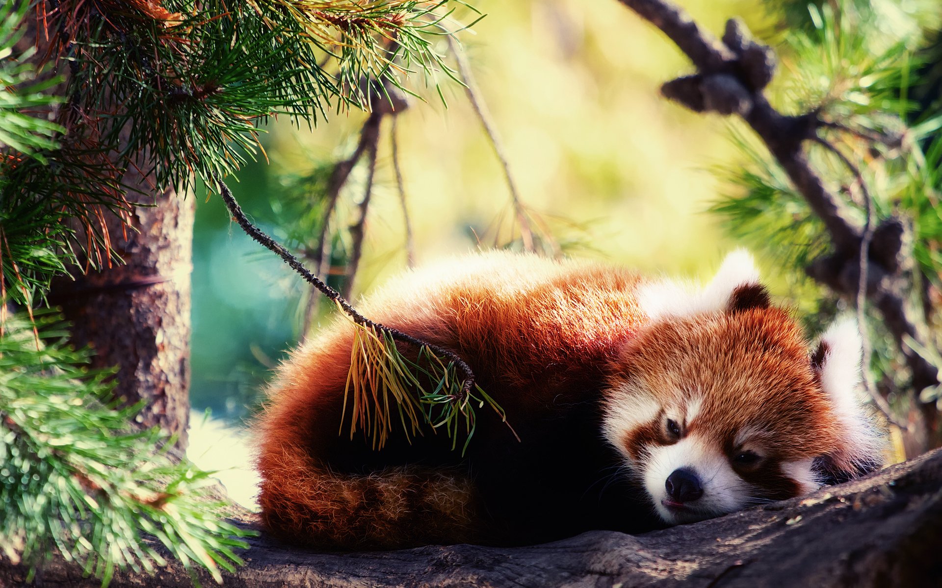 panda rouge firefox dort