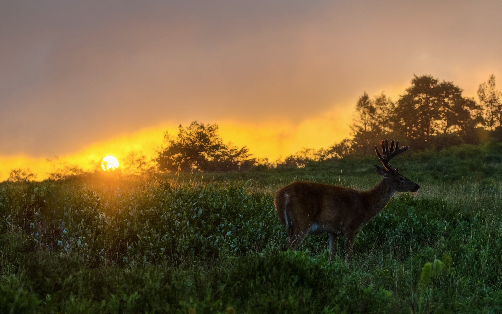 reindeer grass bush night sun sunset