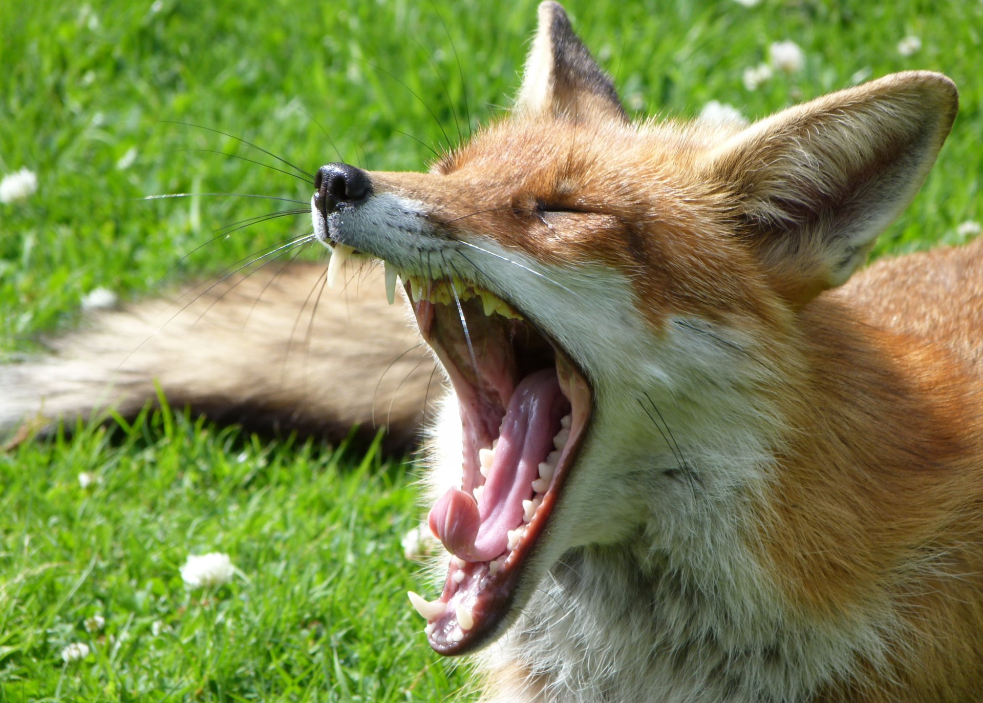 renard bâille gueule herbe pelouse verdure