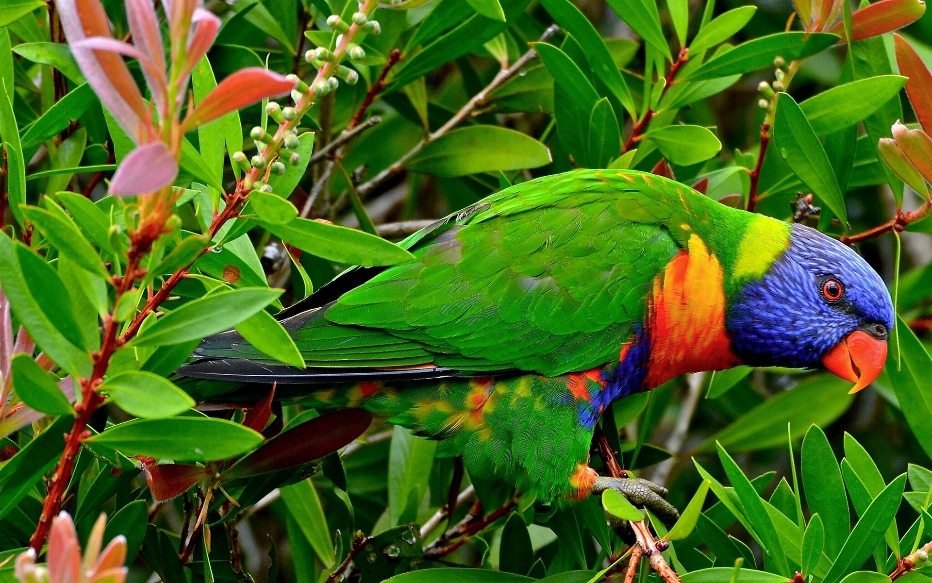 wielokolorowy lorikeet papuga ptak gałęzie liście