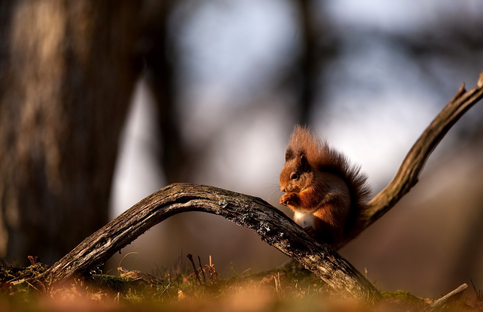 forest protein red sitting branch