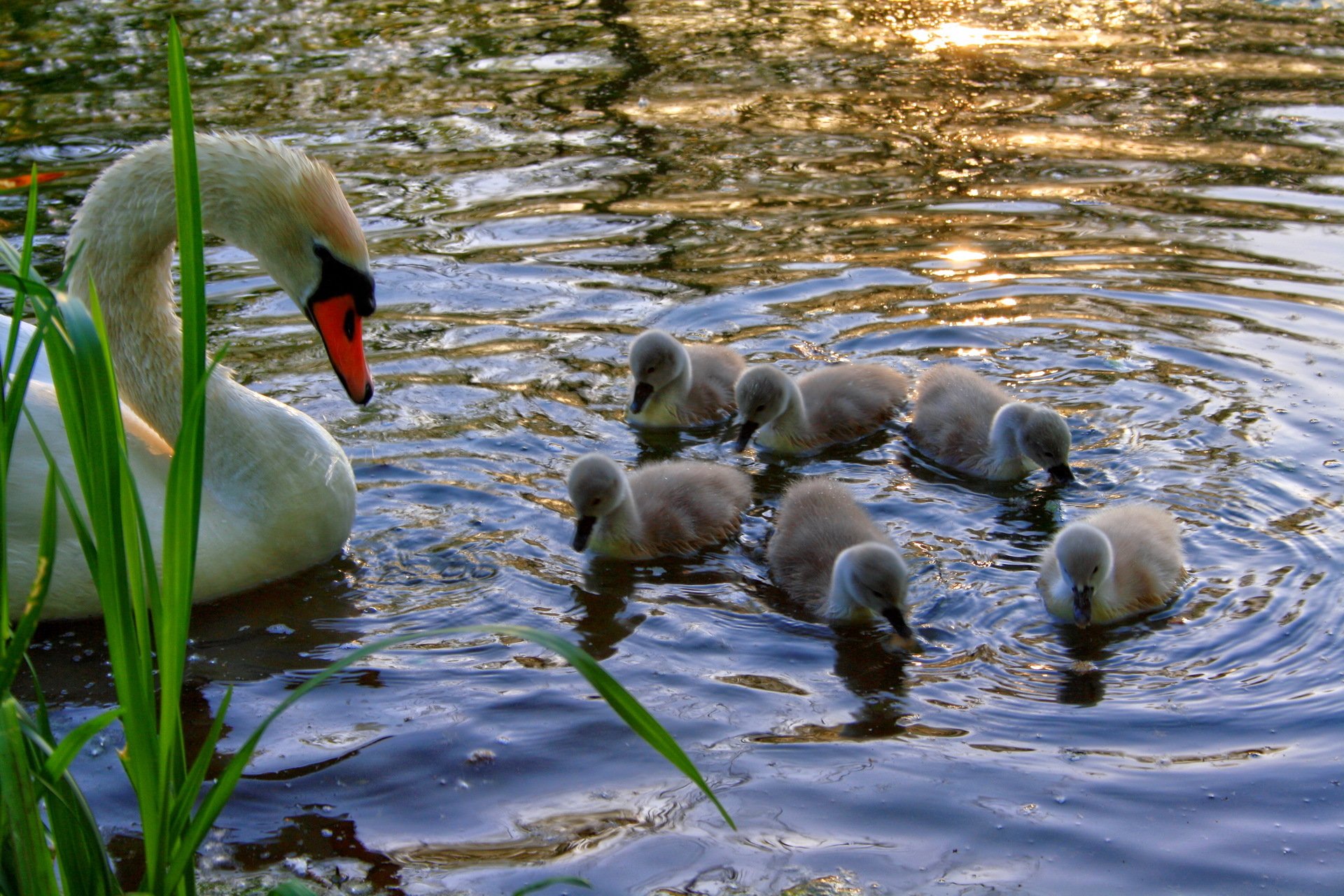 wans beautiful white swan birds pond river water nature