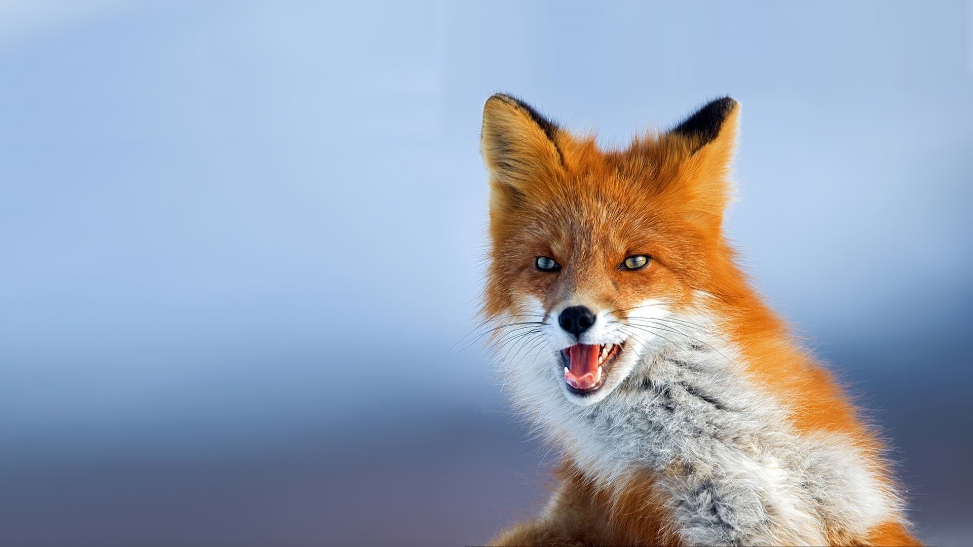 renard photo rousse à la recherche arrière-plan