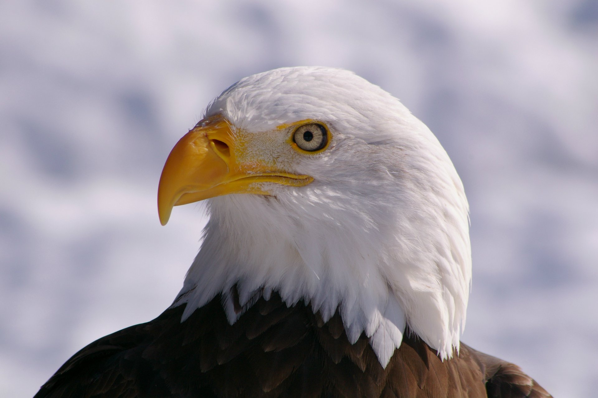 oiseau pygargue à tête blanche vue profil