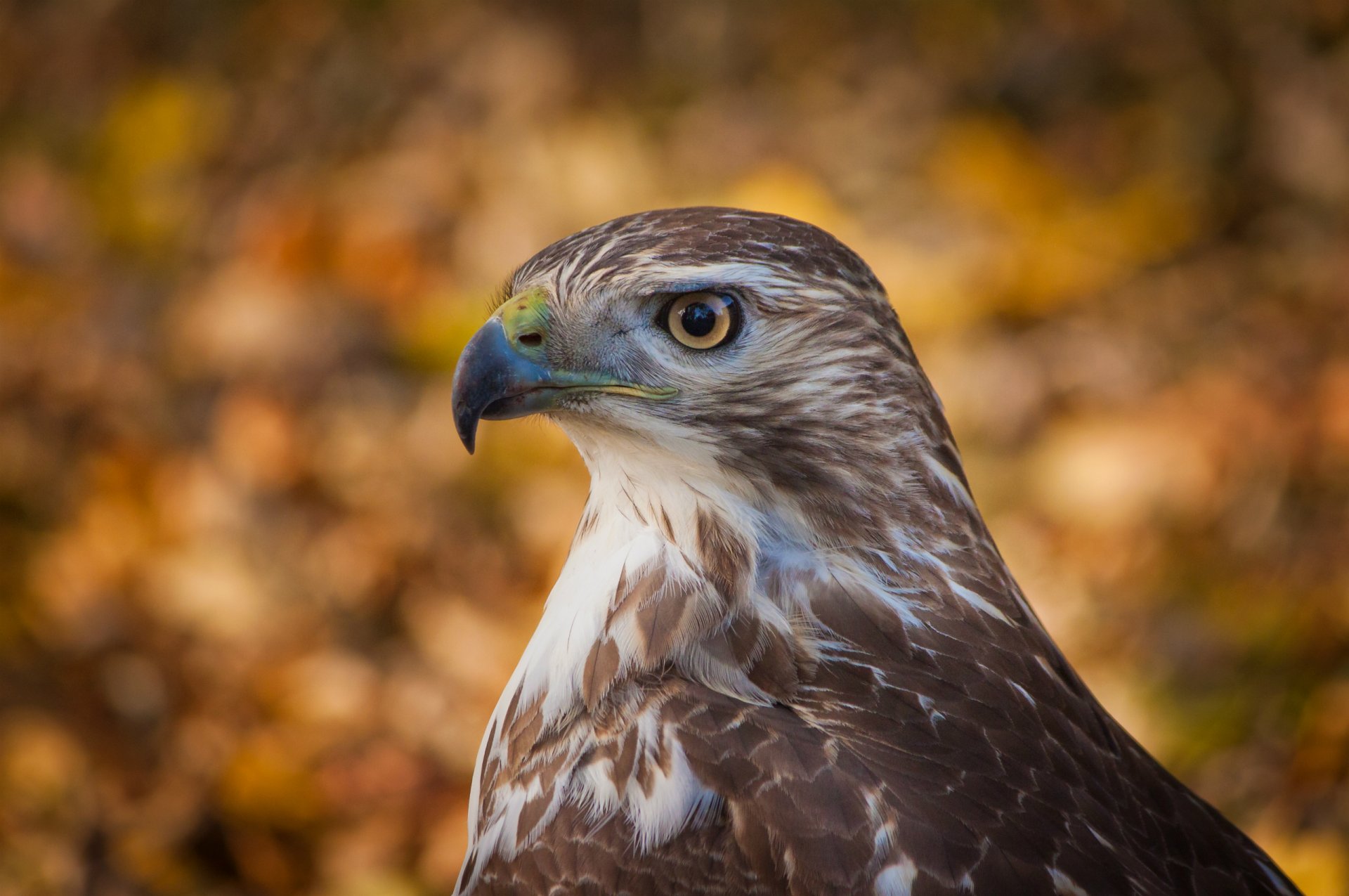 habicht vogel profil blick hintergrund bokeh