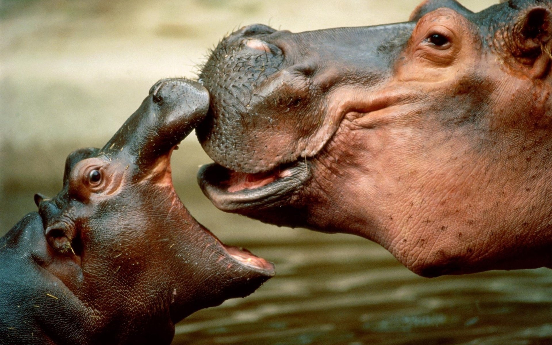 hipopótamo hipopótamo hembra cachorro hocico