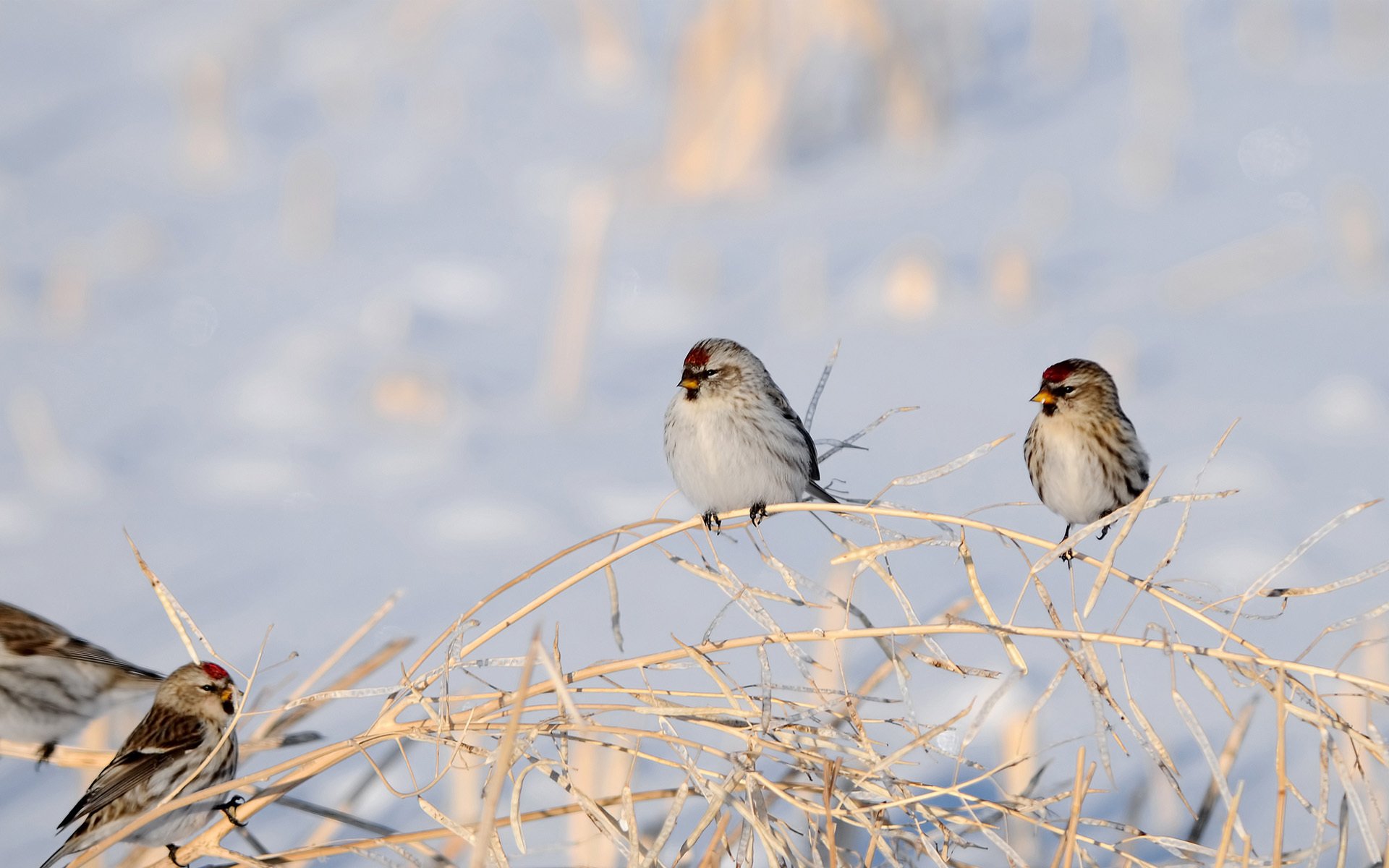 oiseaux branches sec hiver neige