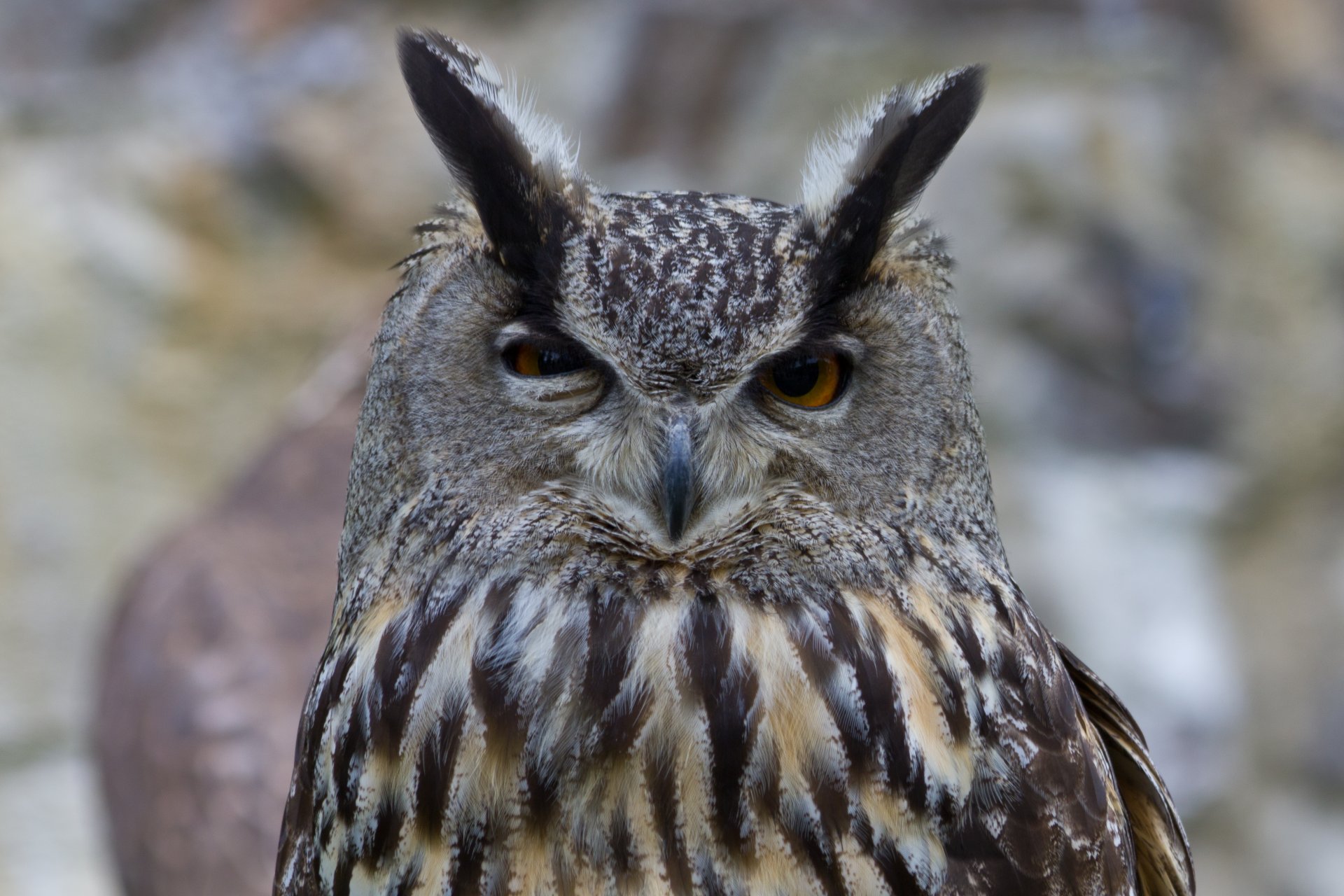 owl owl bird head plumage squint