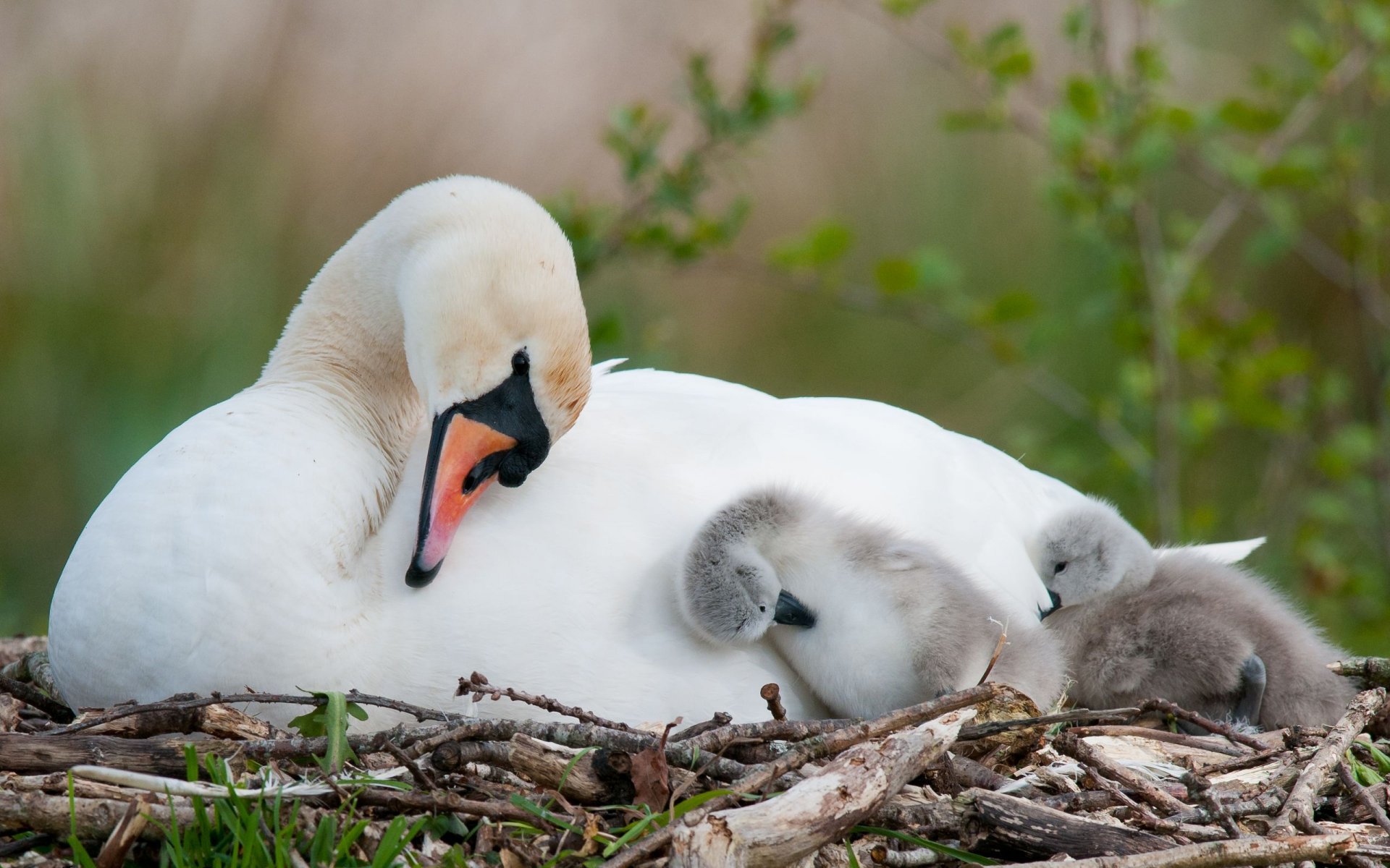 cygne poussins nid