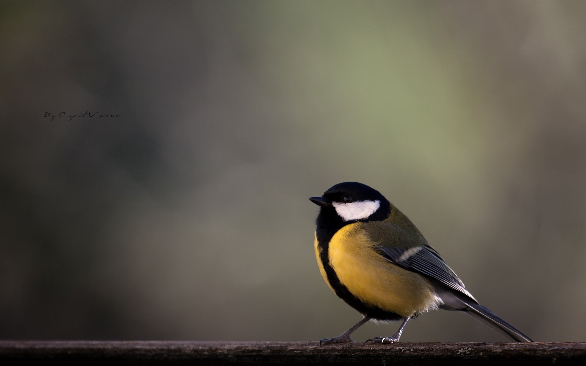 rama pájaro tit azul amarillo