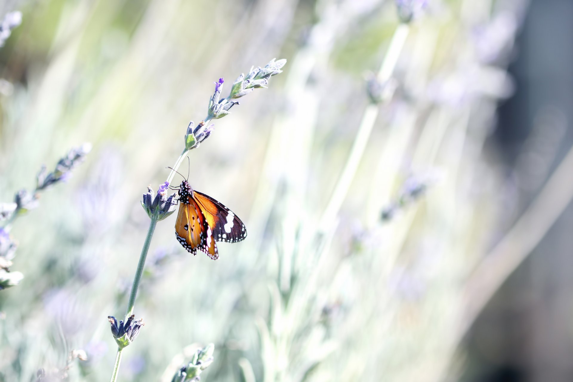 papillon insecte lavande fleur tige été nature bokeh gros plan