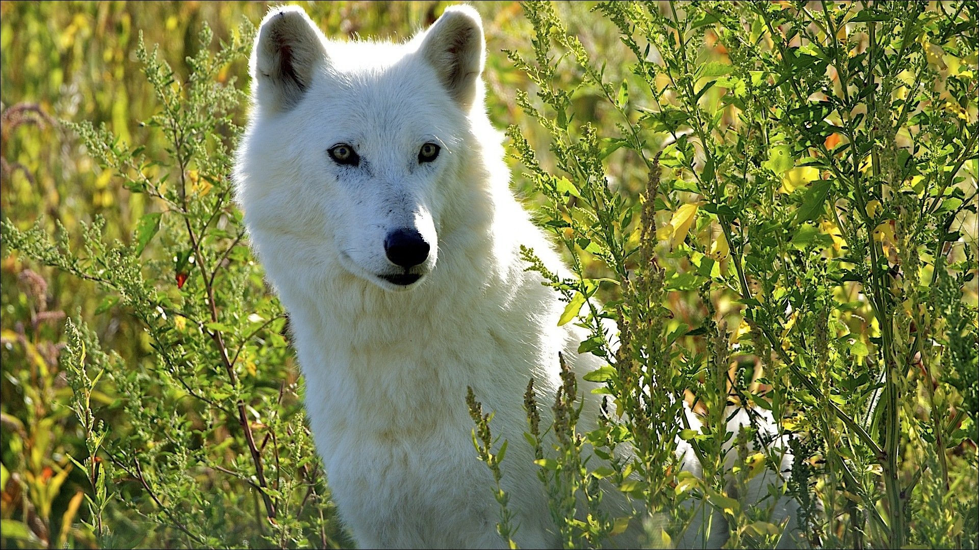 wolf white sitting in the gra