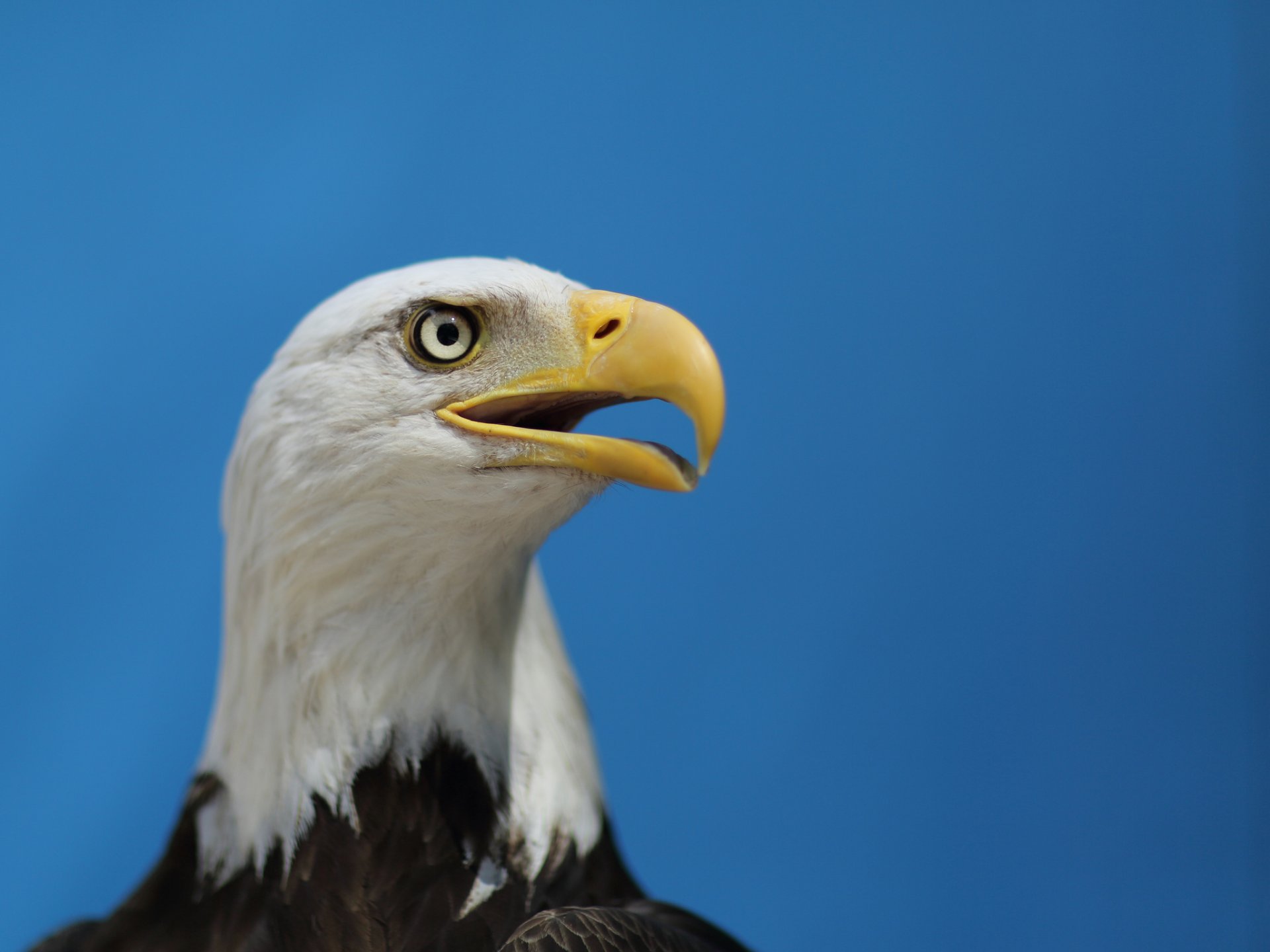 águila calva águila pájaro vista perfil cielo cielo azul