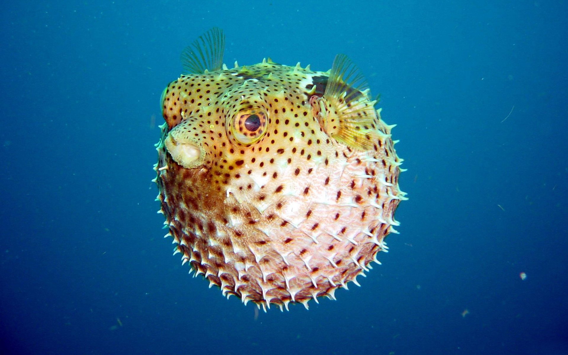 submarino mundo pescado bola burbuja chisporroteo