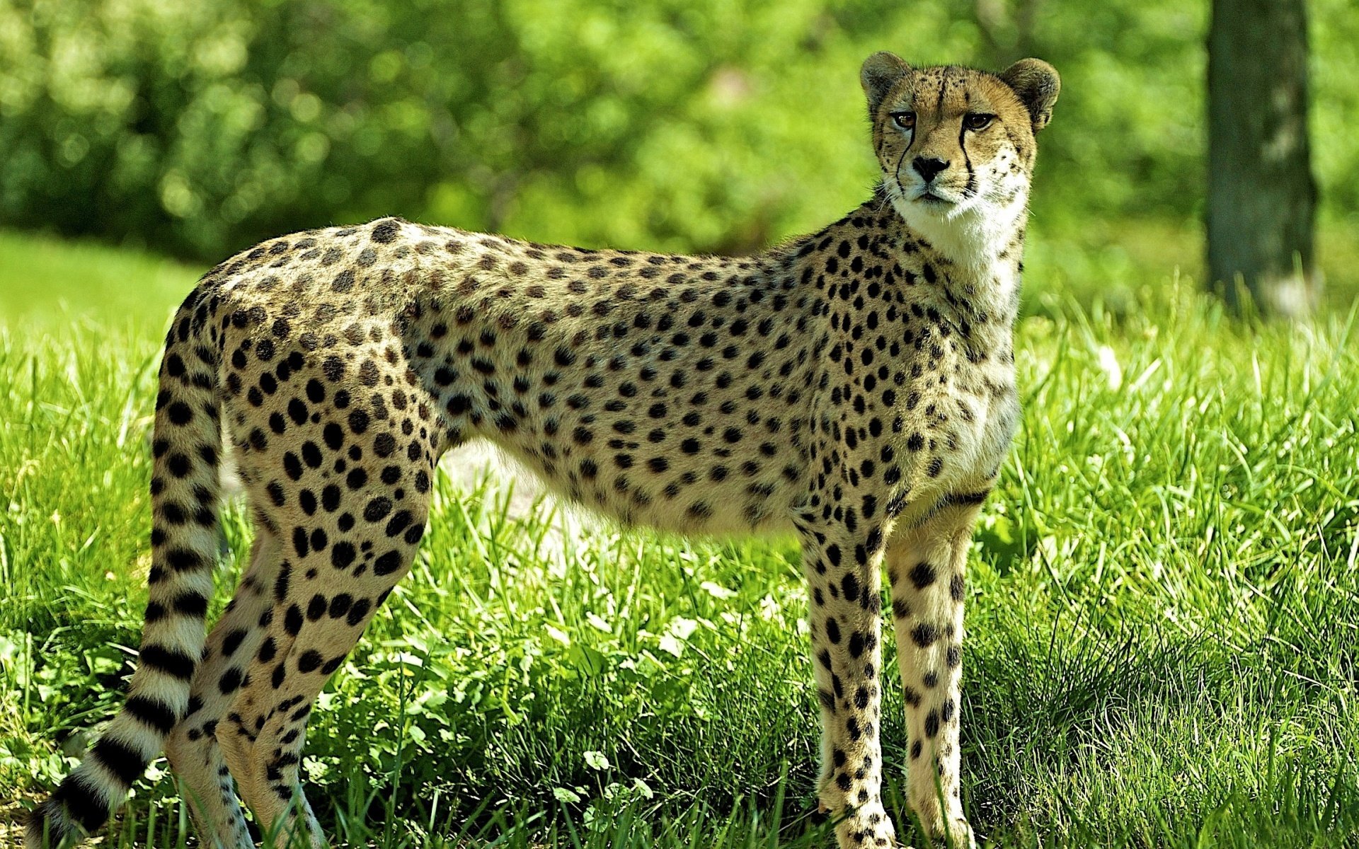 guépard herbe forêt clairière