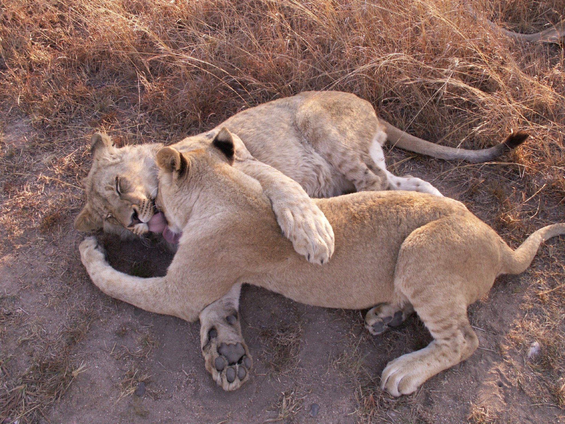 animaux prédateurs lionne lion pattes jeux amour