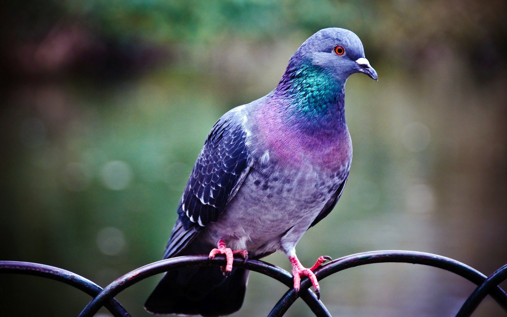 recinzione recinzione uccello piccione piume colore colorazione piumaggio zampe