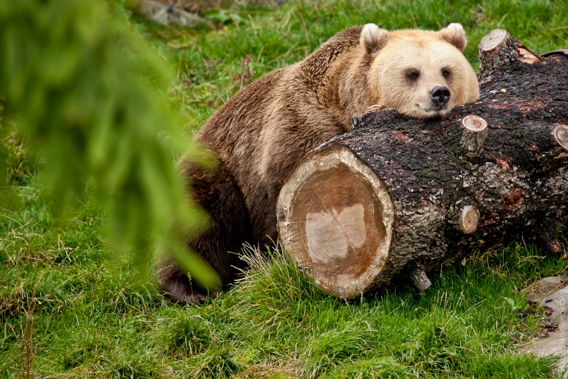 oso tronco descanso