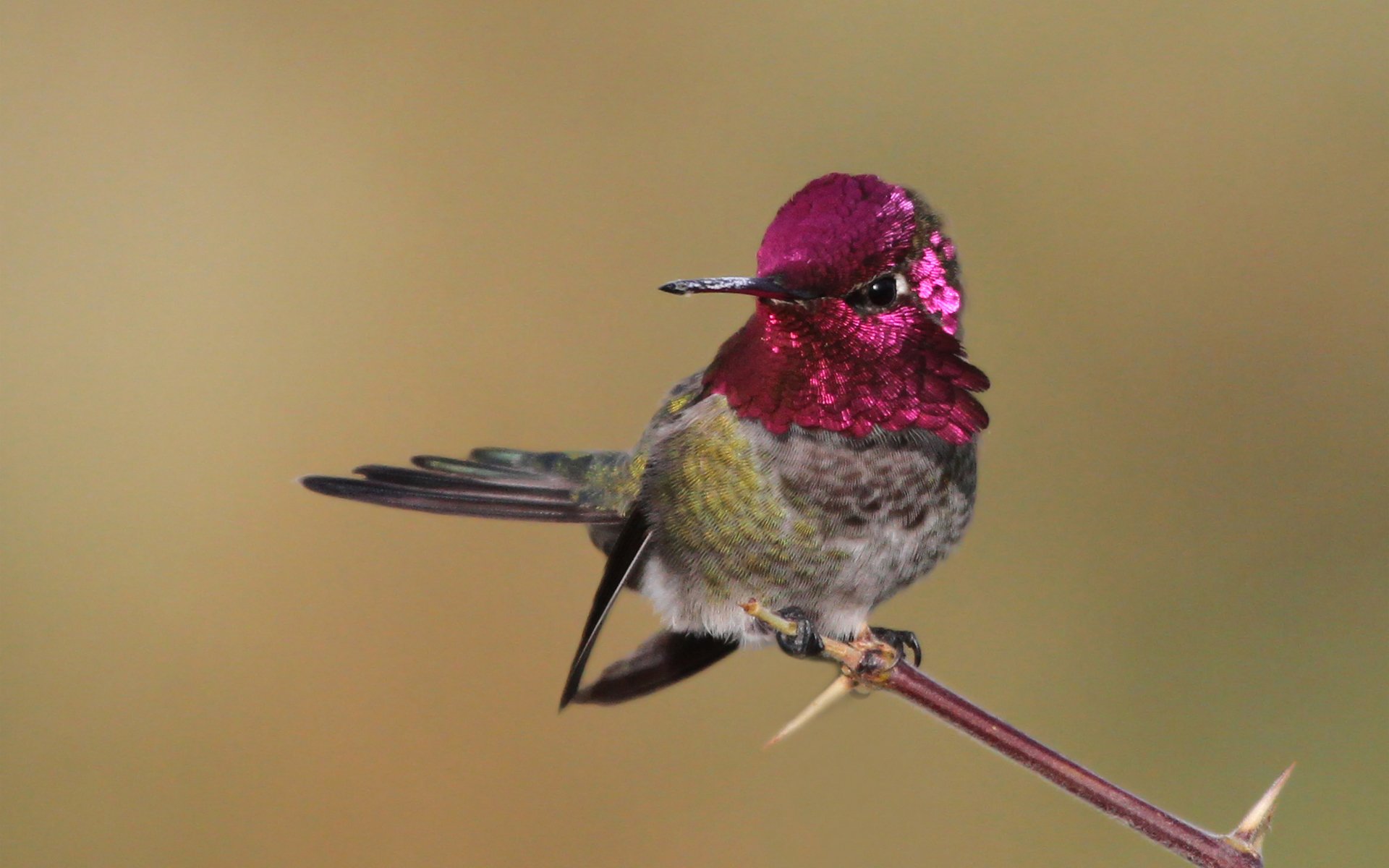 poultry hummingbird branch plumage pink