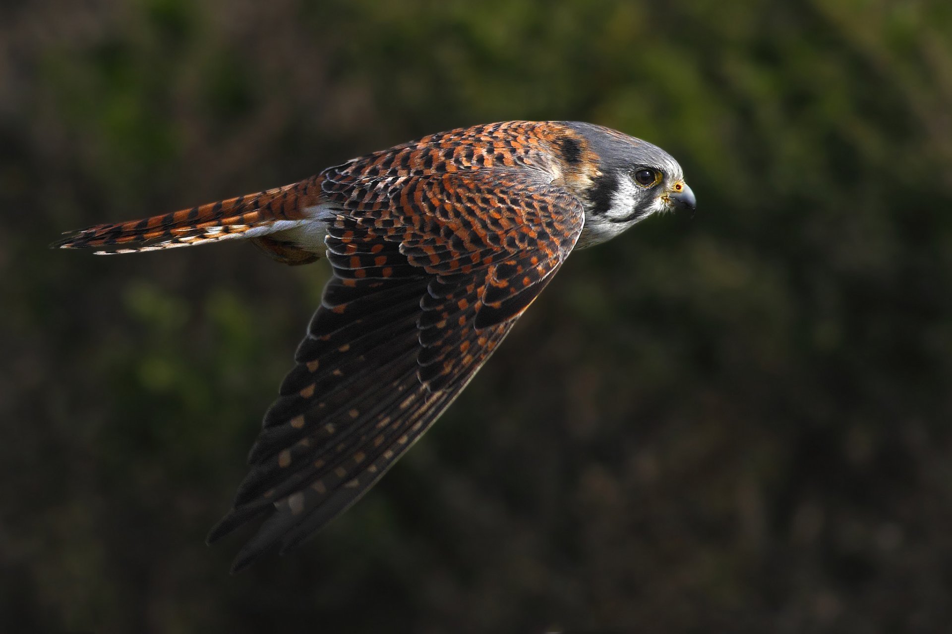 cernícalo pájaro vuelo alas aleteo