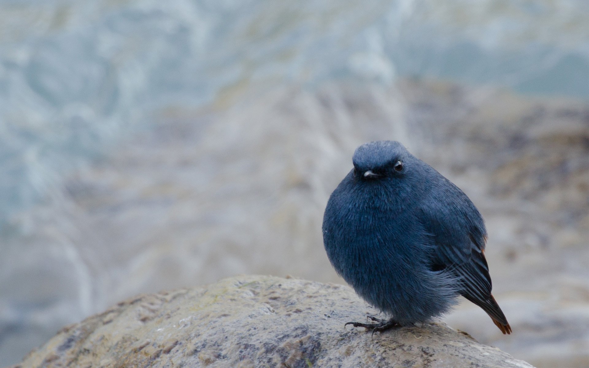 oiseau pain d épice pierre assis arrière-plan flou