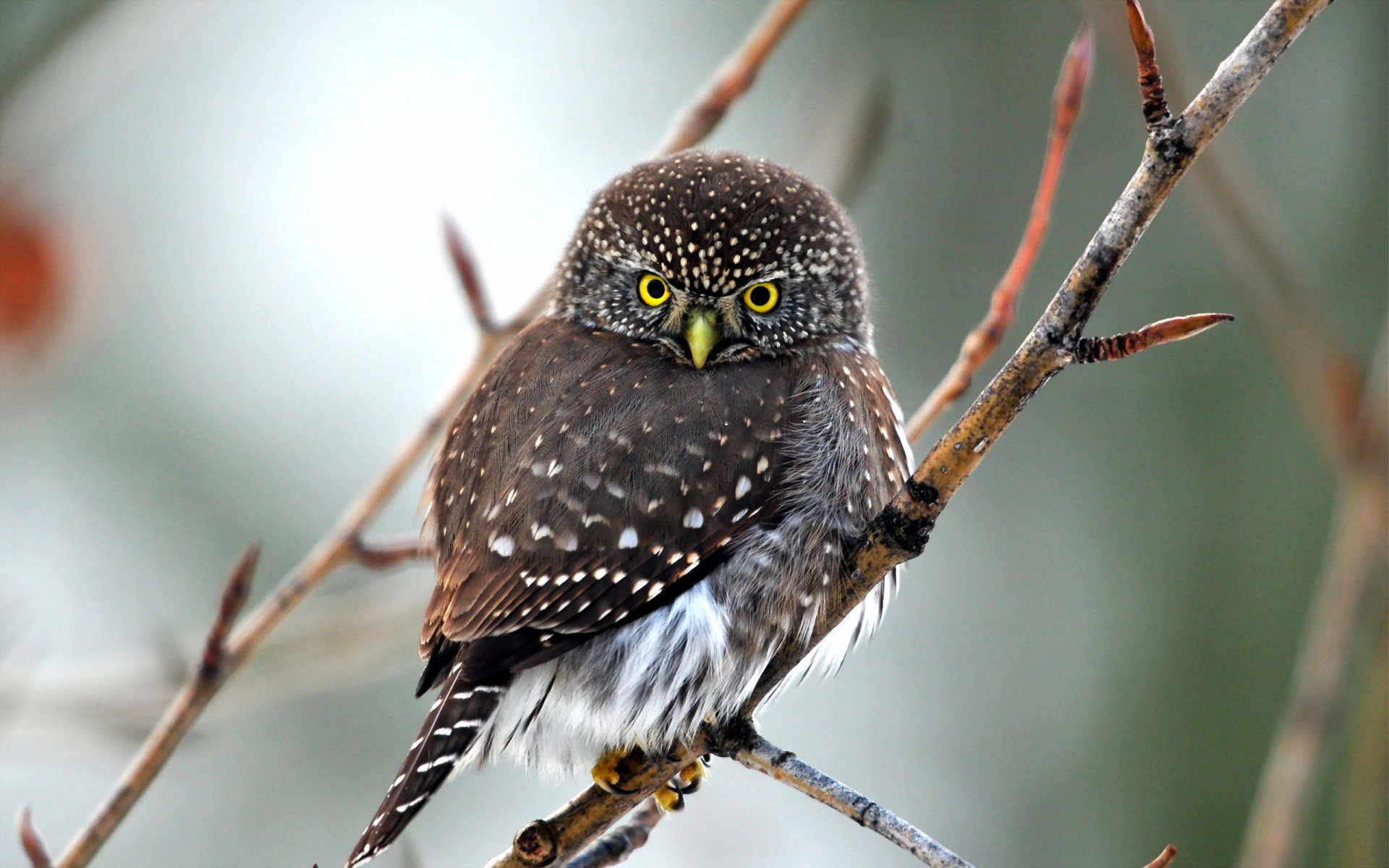 pájaro búho naturaleza