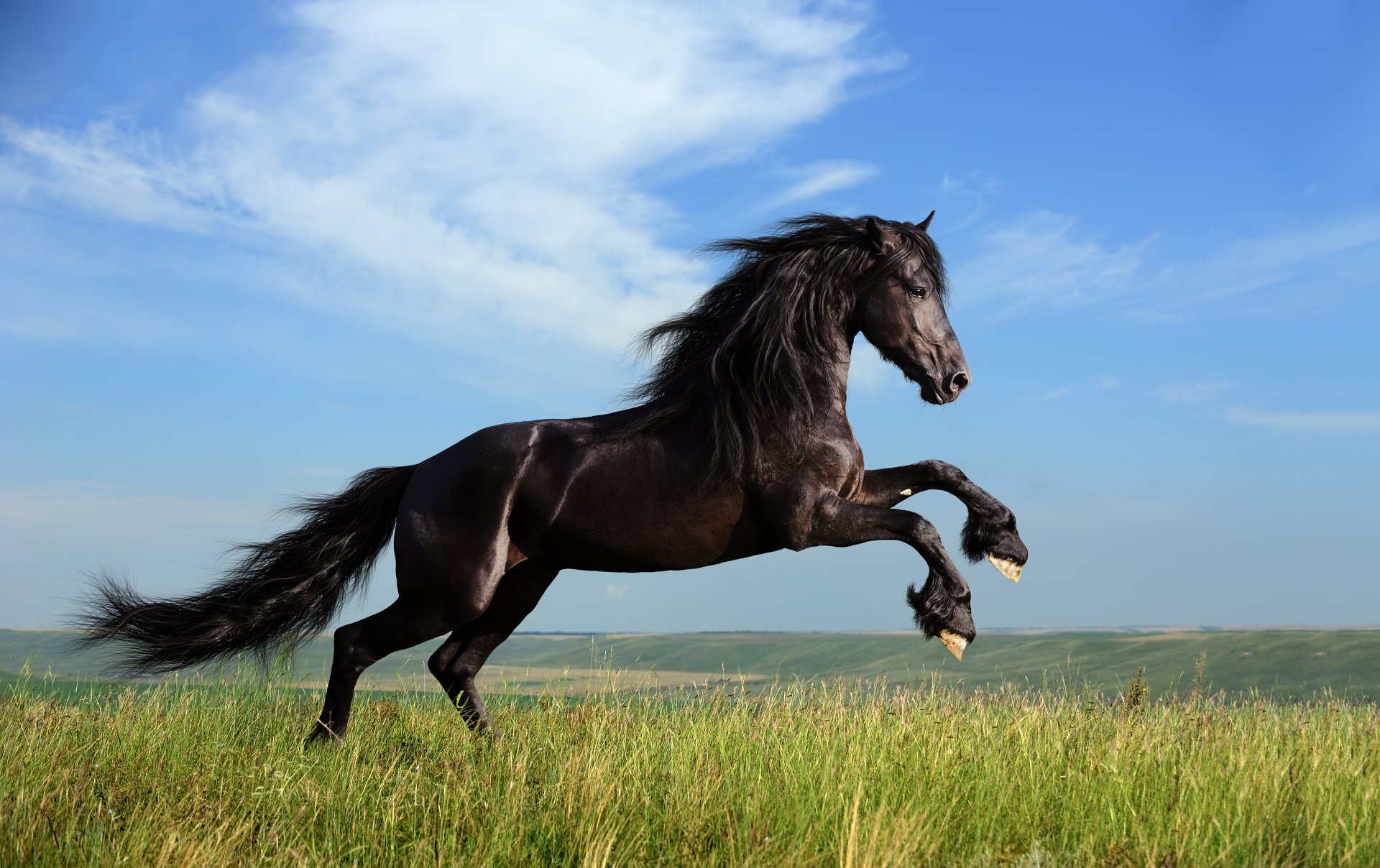 cheval crinière herbe nuages liberté