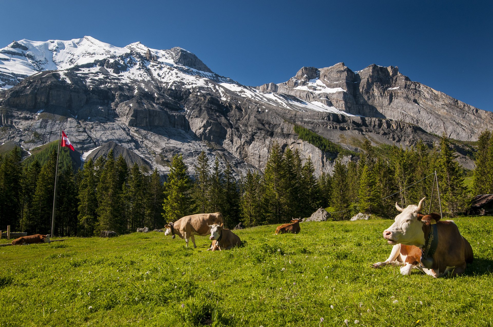 suiza montañas vacas prado