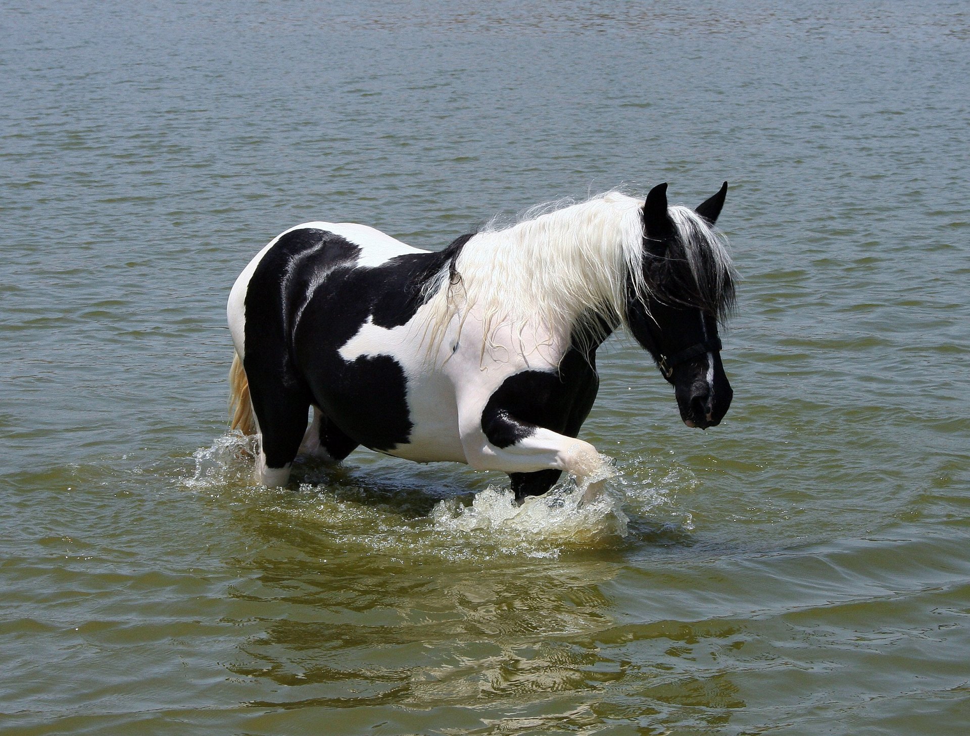 pferd wasser mähne schwanz färbung weiß