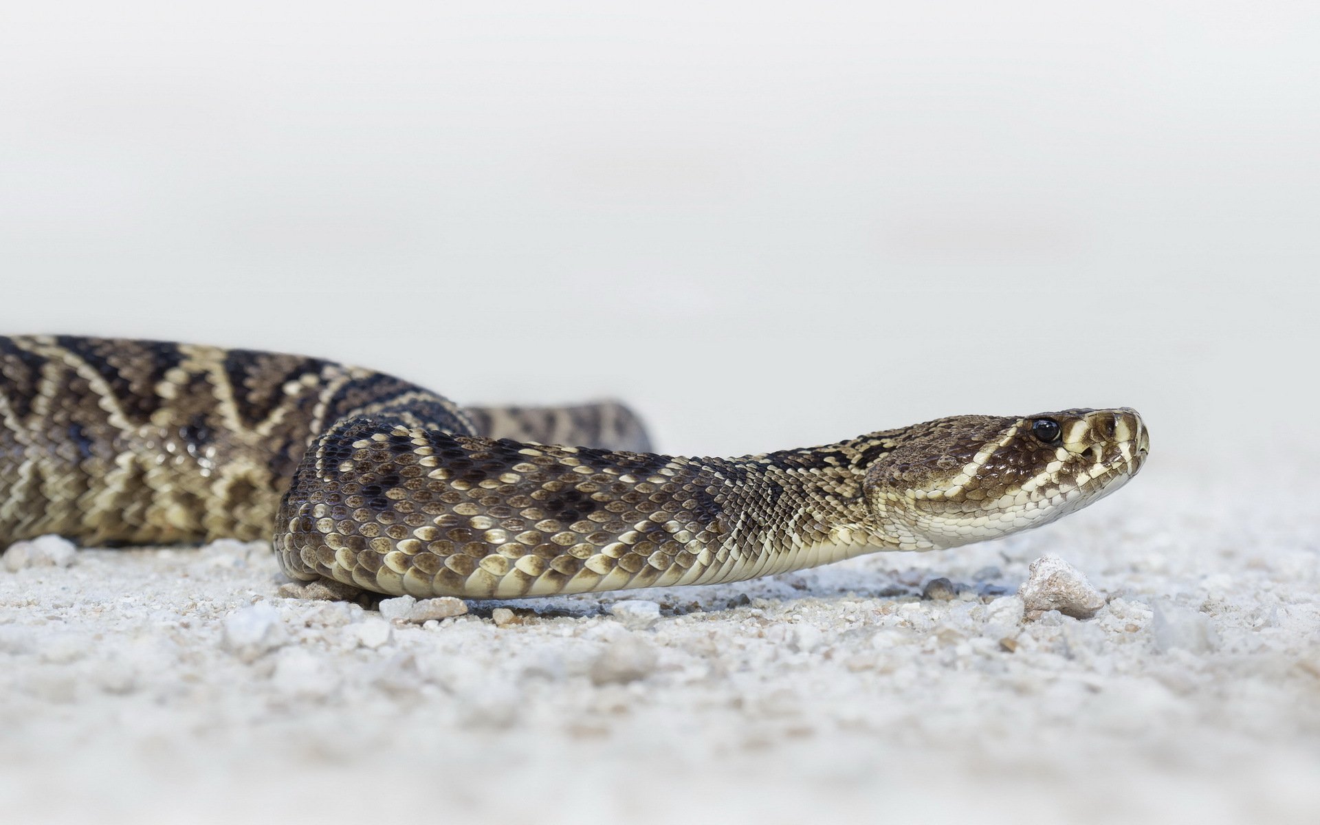 serpente natura sfondo