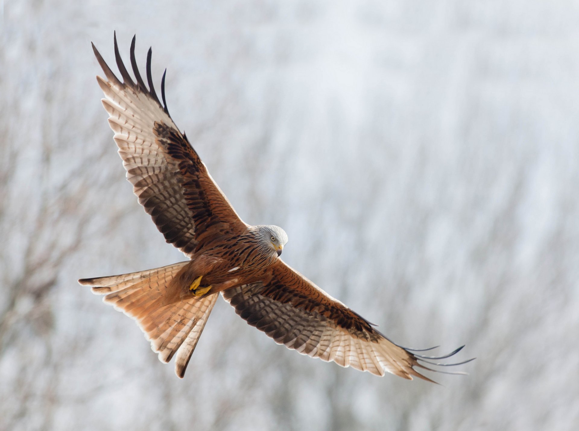 aquilone rosso uccello volo libertà ali sbattere