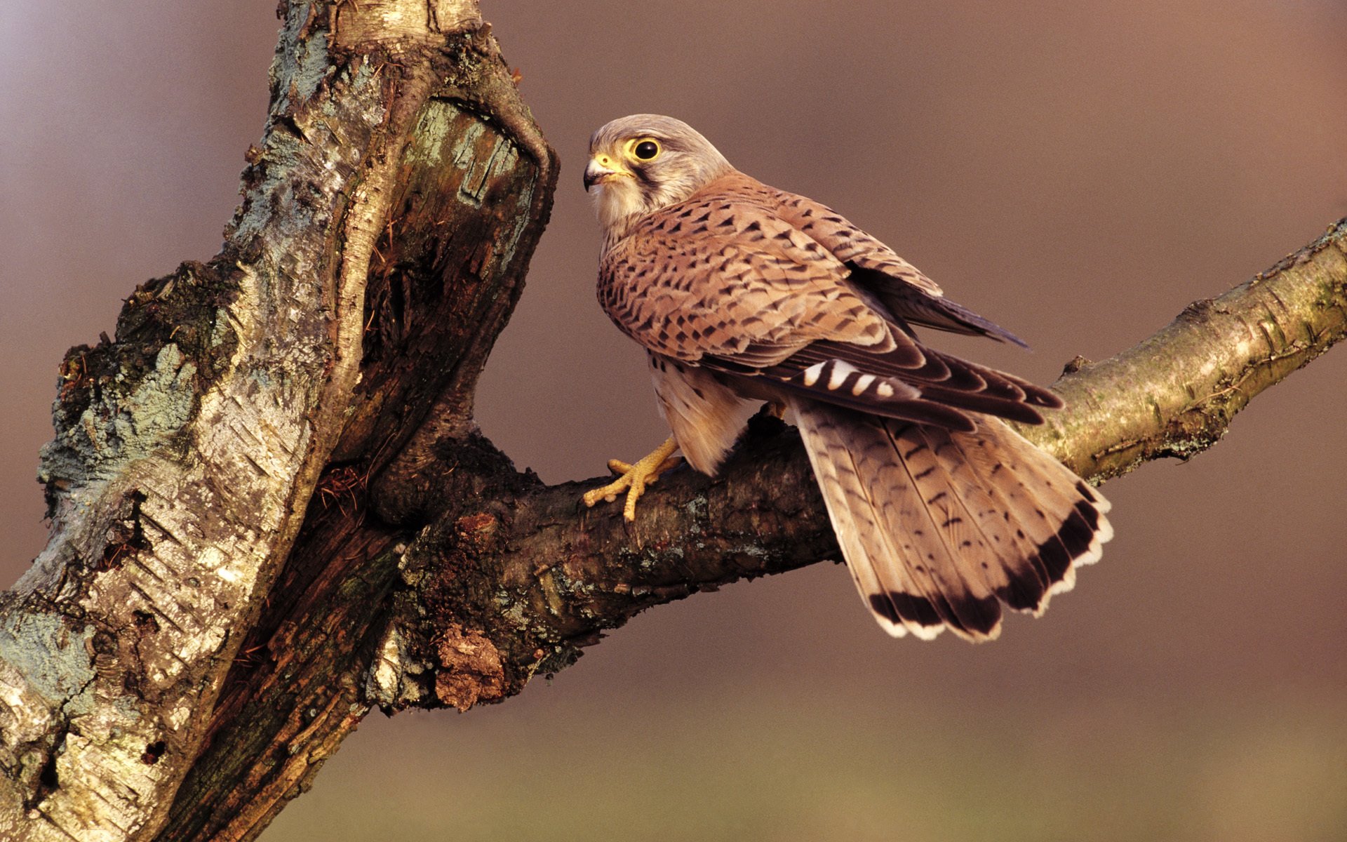 falco uccello albero ramo seduta becco piume coda