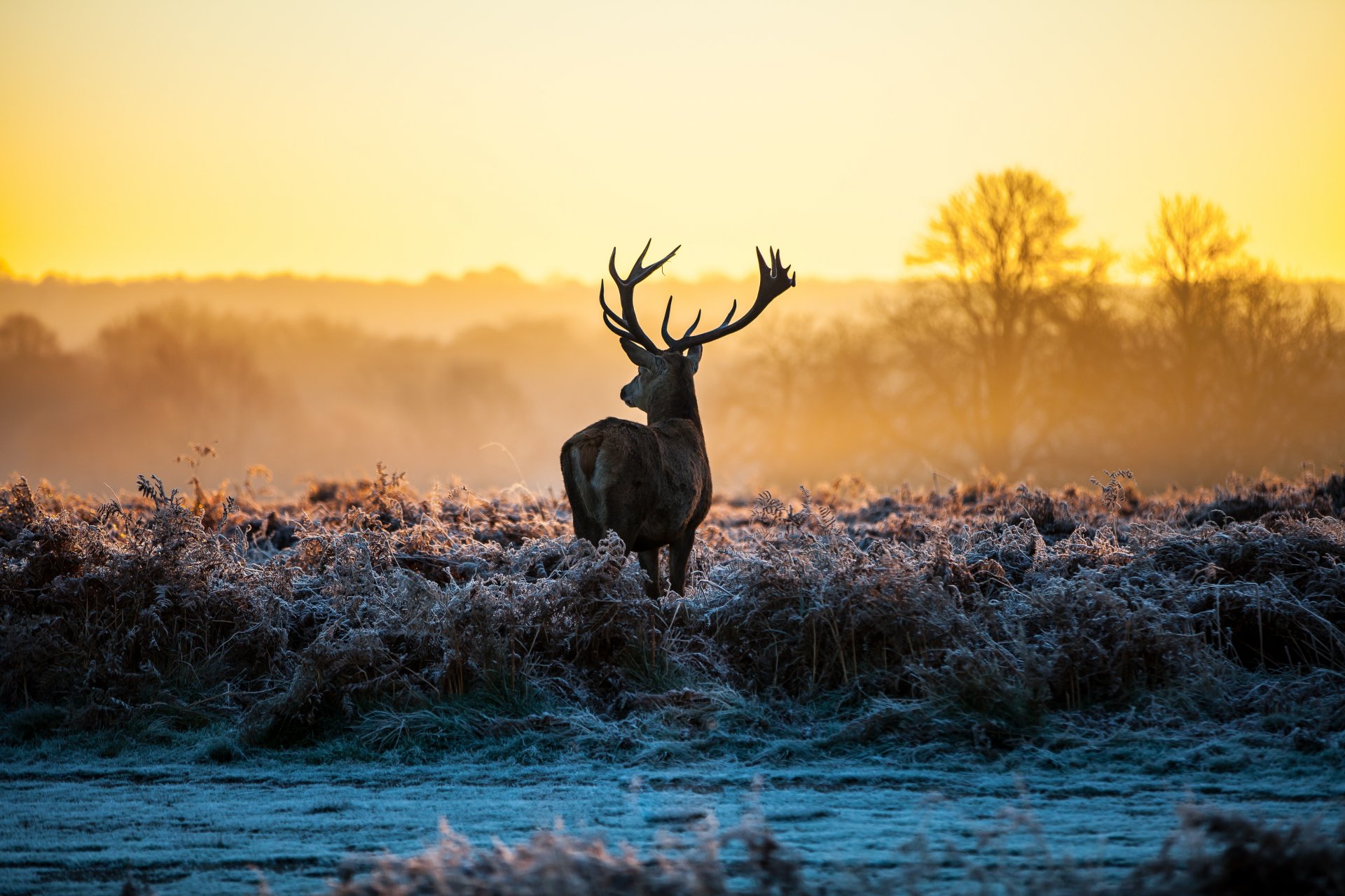 herbe givre aube cerf nature