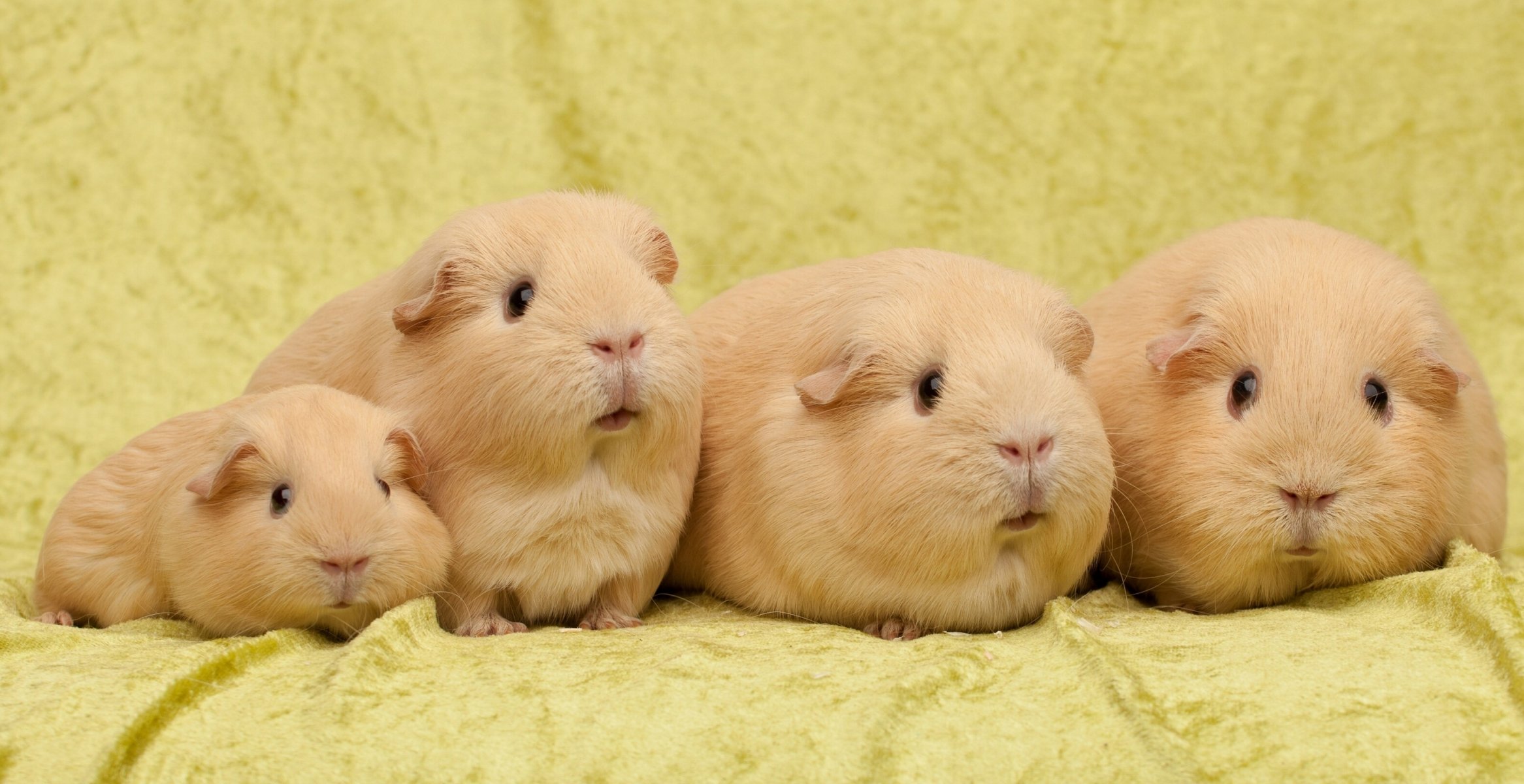 guinea pigs little family quartet