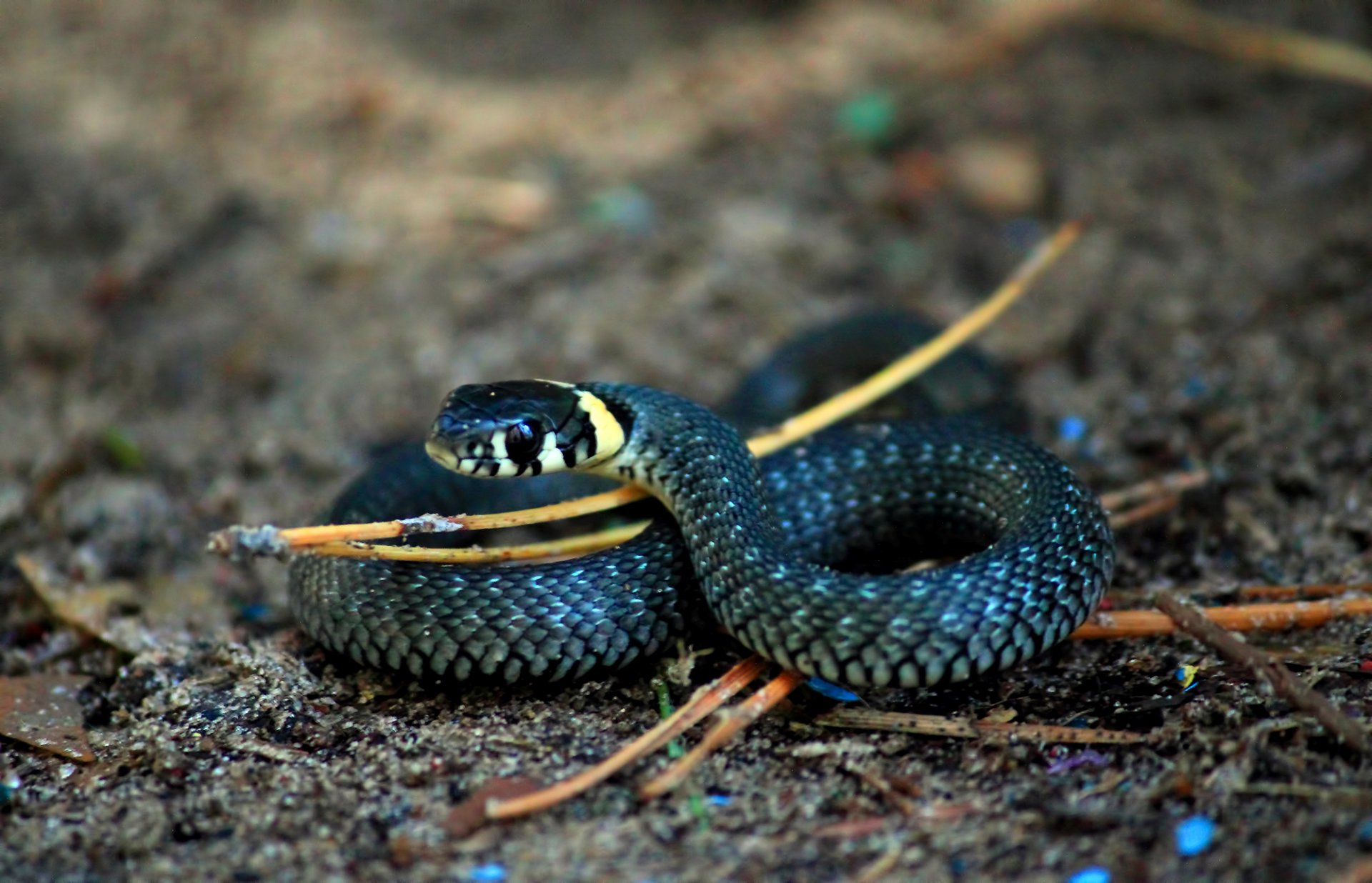 nake rings scales close up