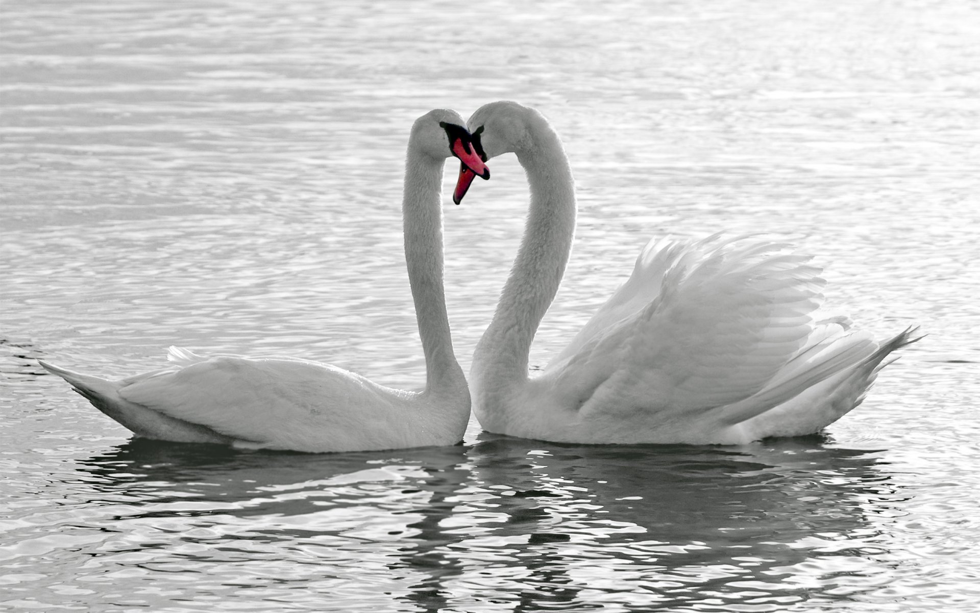 birds swans water white love