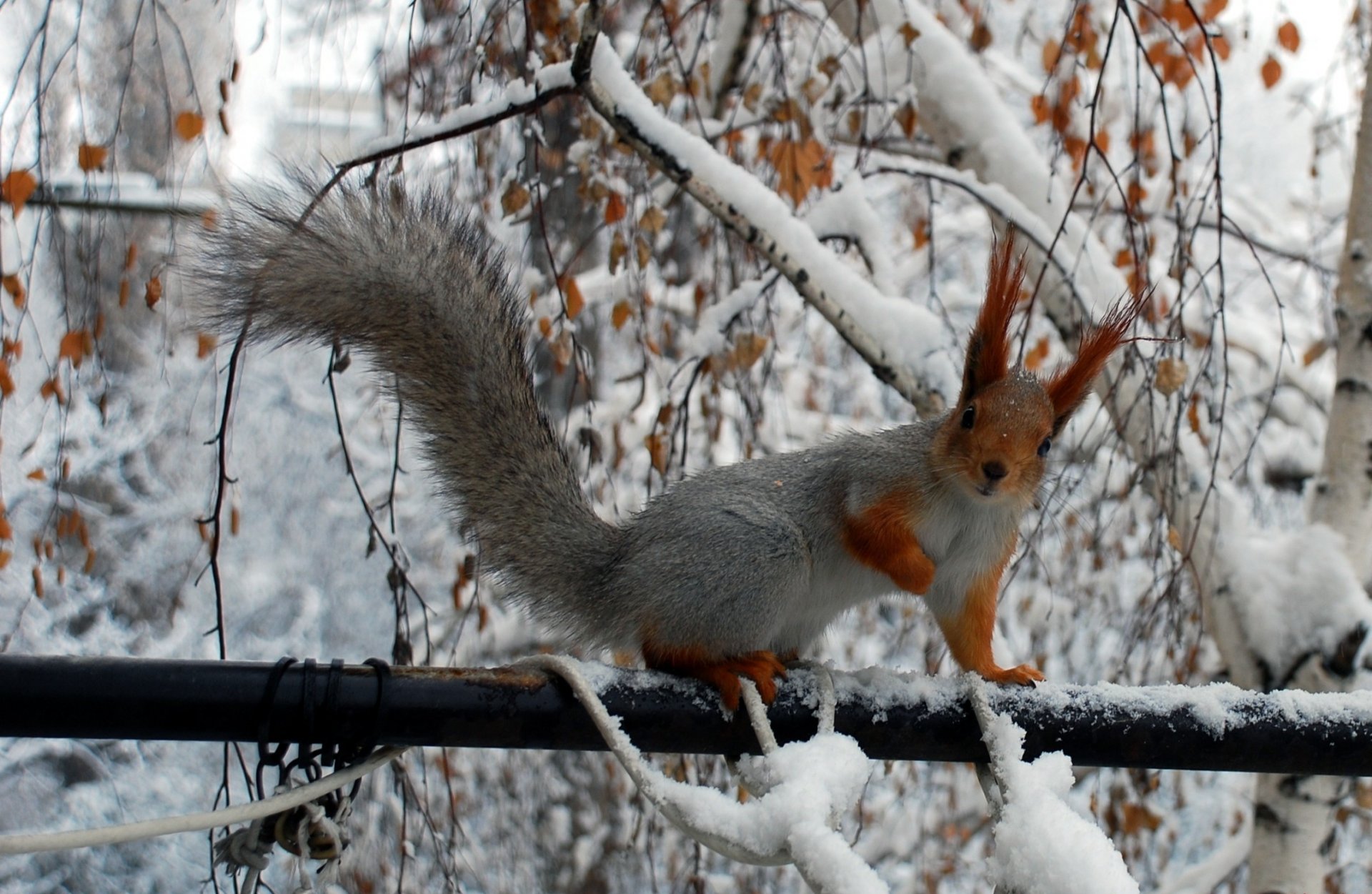 eichhörnchen zweige winter