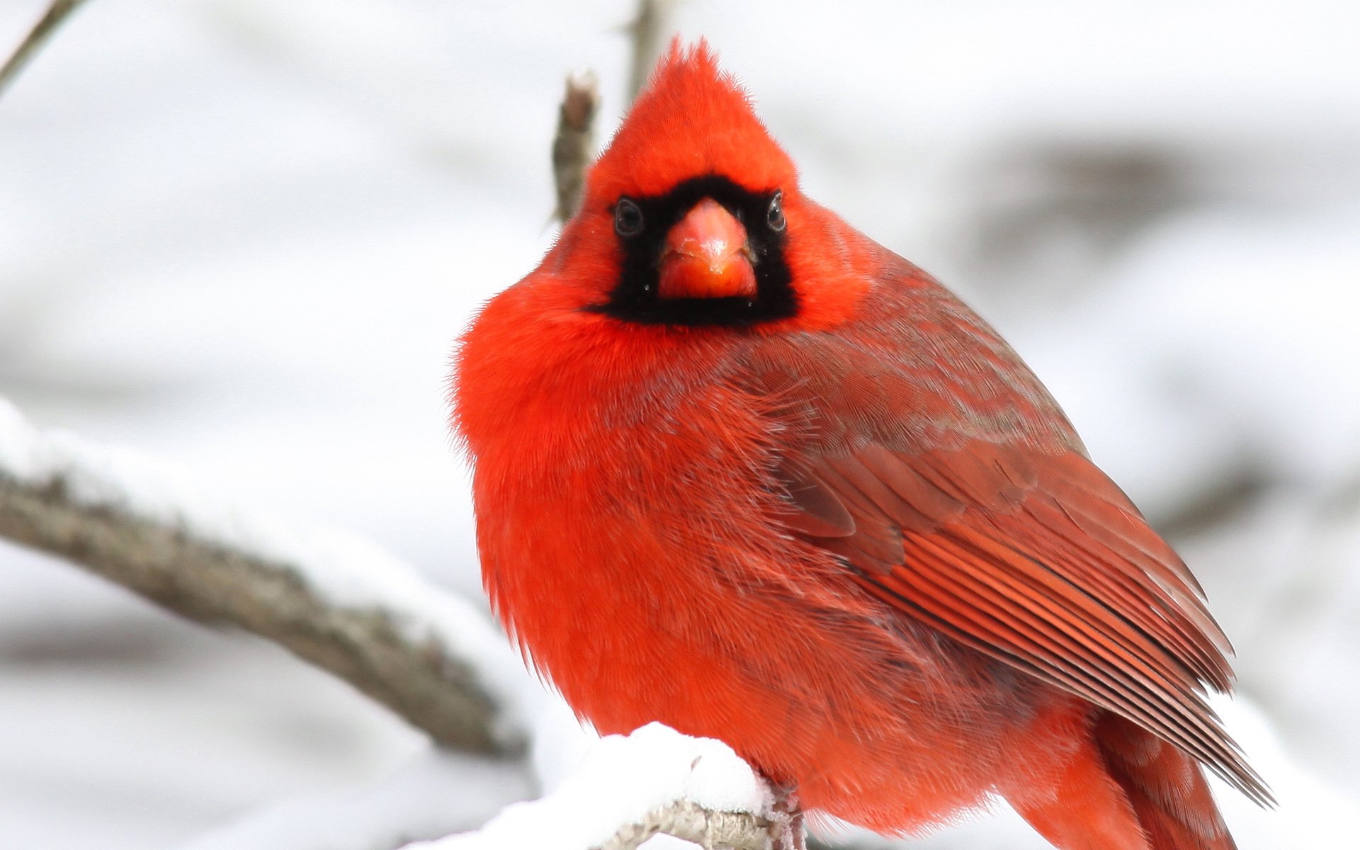 nord cardinal oiseau rouge branches arbre neige hiver