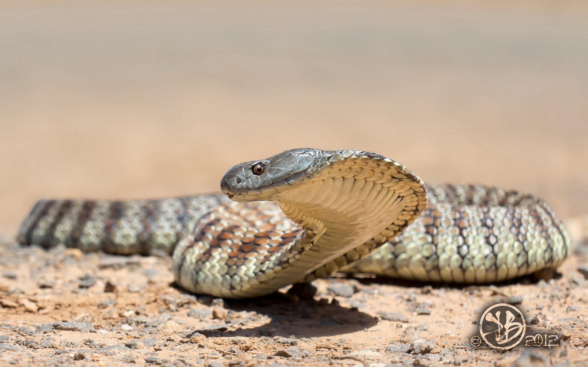 serpiente naturaleza fondo