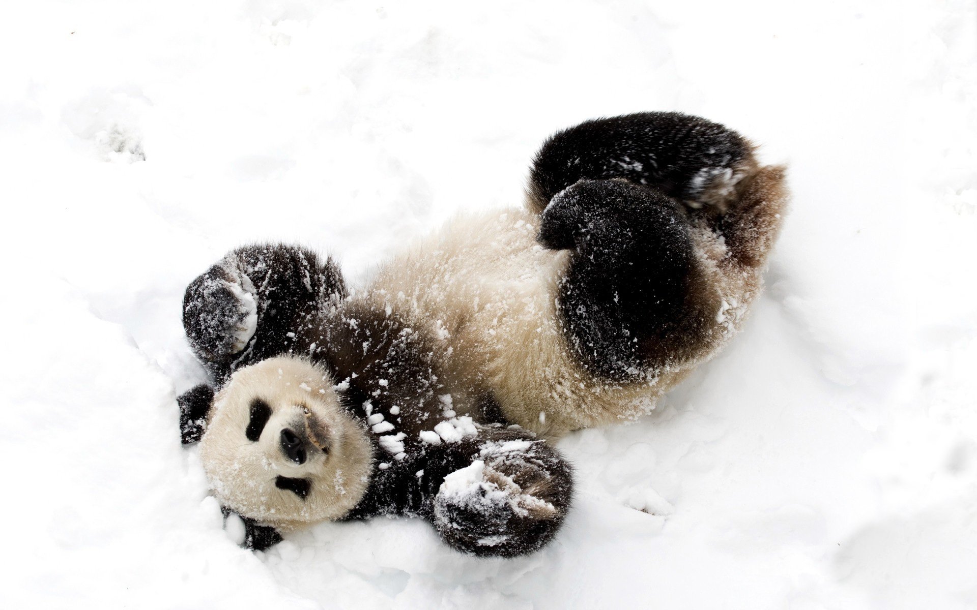 ours panda hiver neige