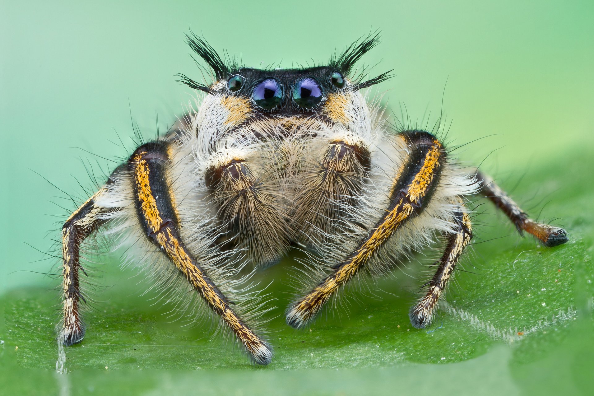 araña saltador saltador ojos pelo