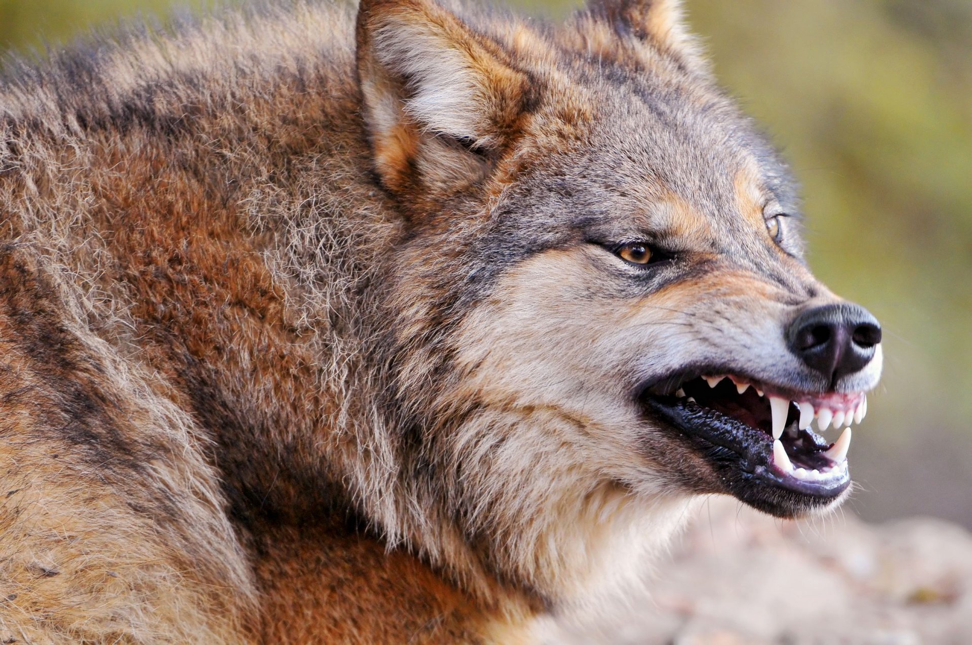 wolf tier sanitäter raubtier grinsen eckzähne wut