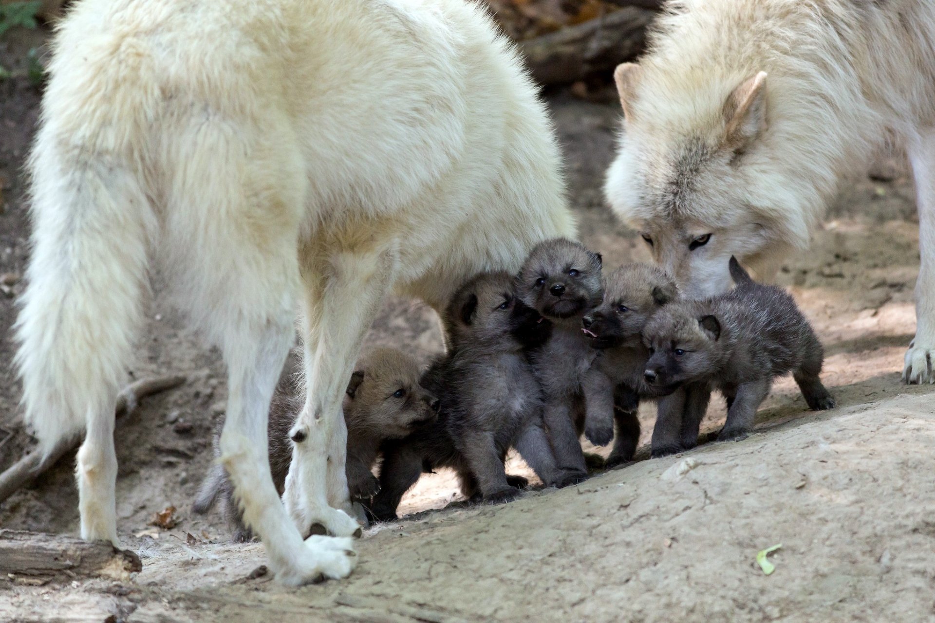 family wolf the wolf cubs kids offspring