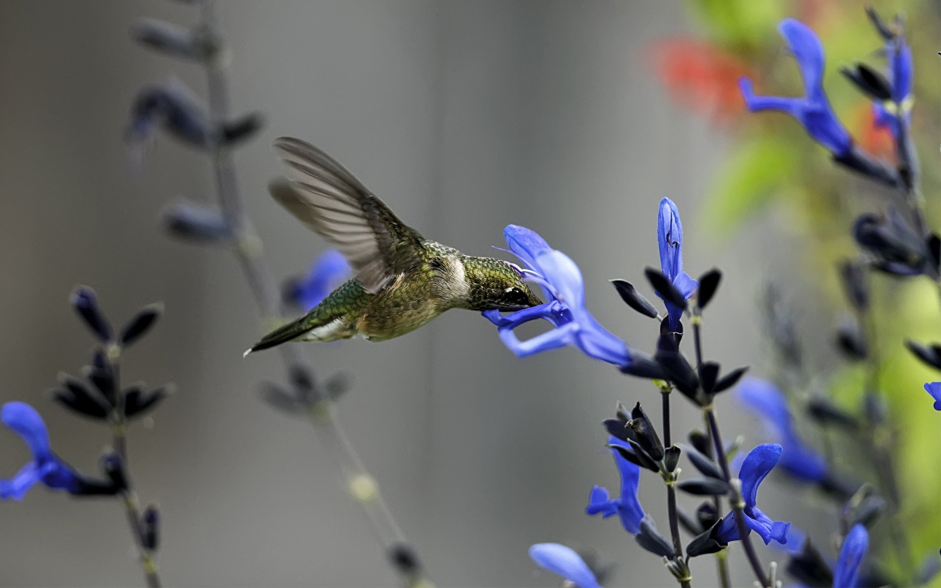 macro pájaro colibrí flor azul campo