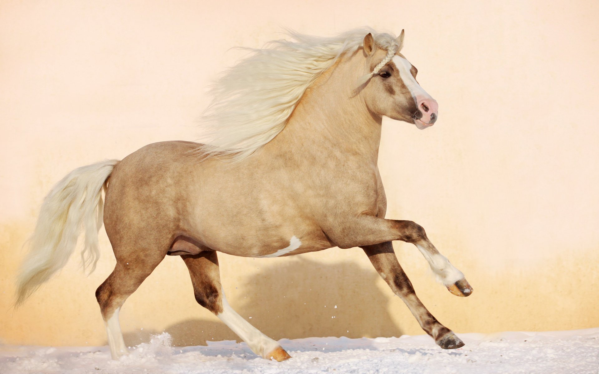 horse horse stallion foal mane animals beautiful nature snow winter