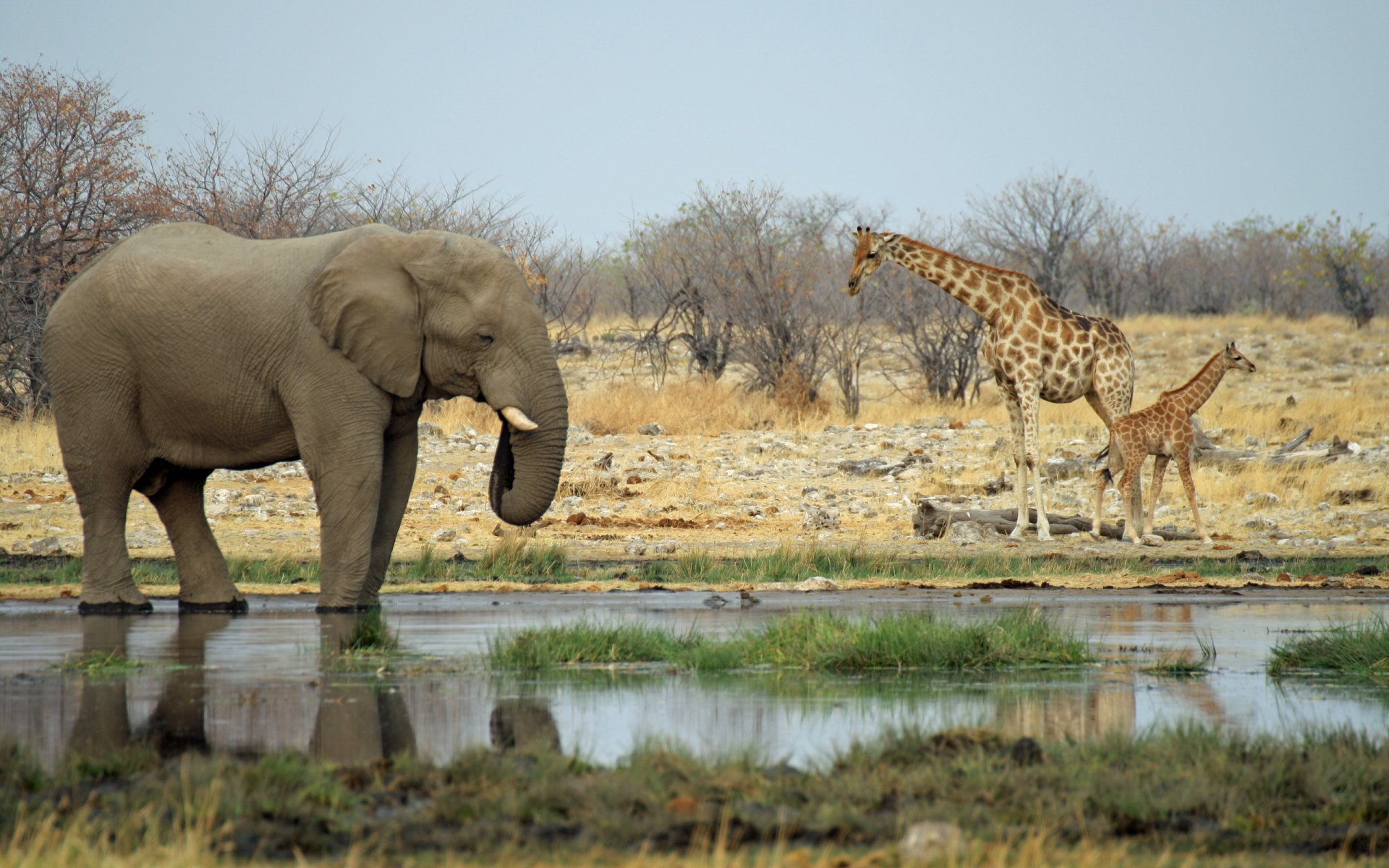 elefante jirafas áfrica